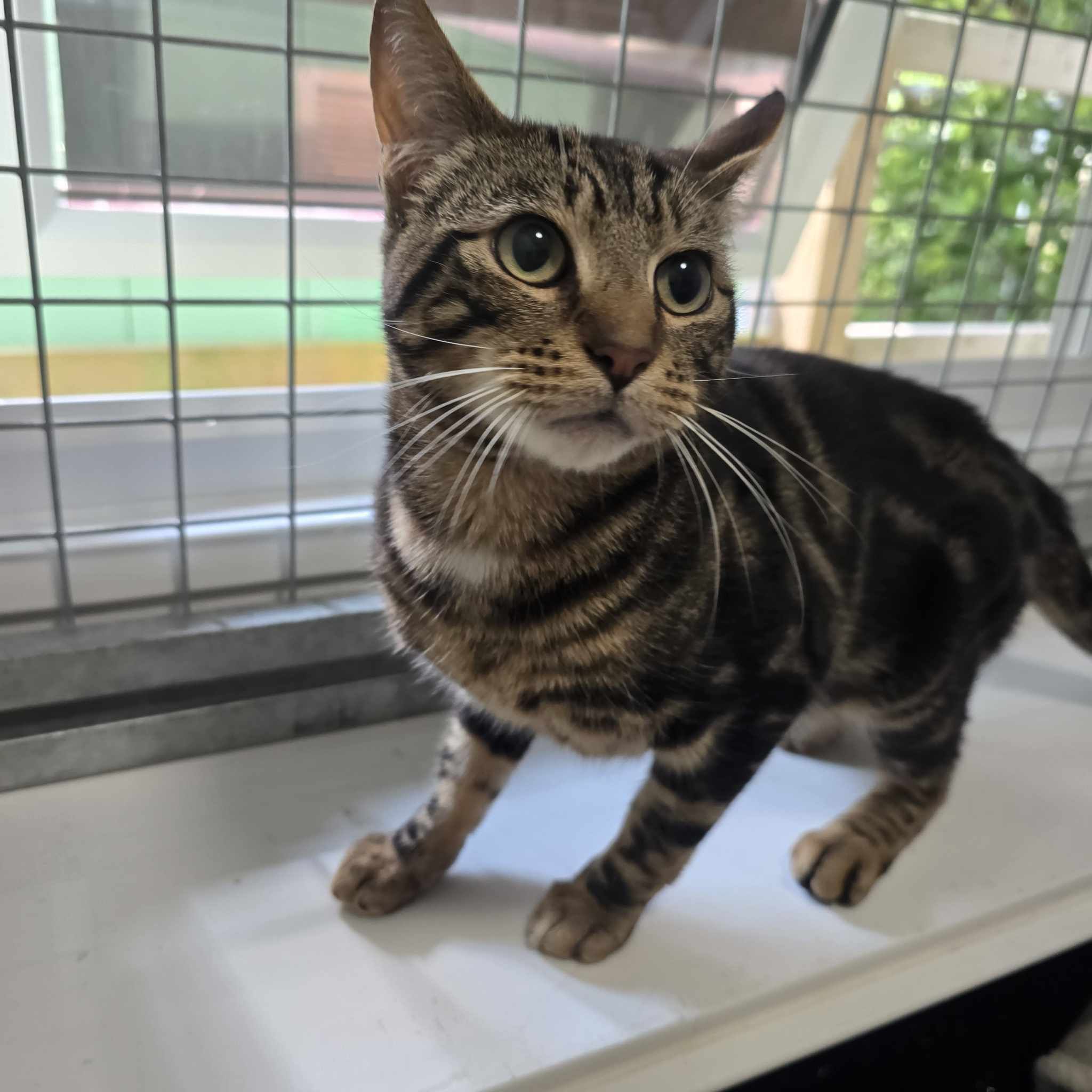 Taco- 2 Year Old Male