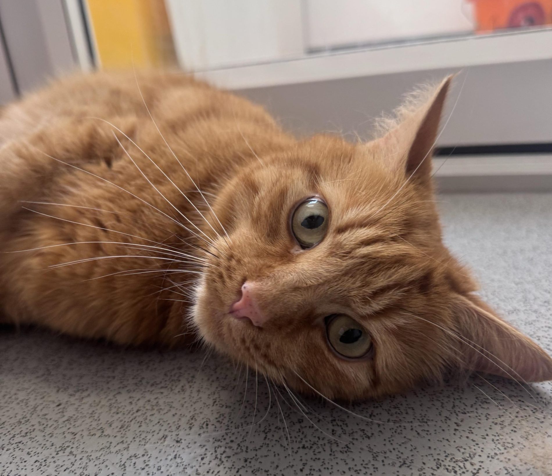 Tiger- 4 Year Old Male RESERVED