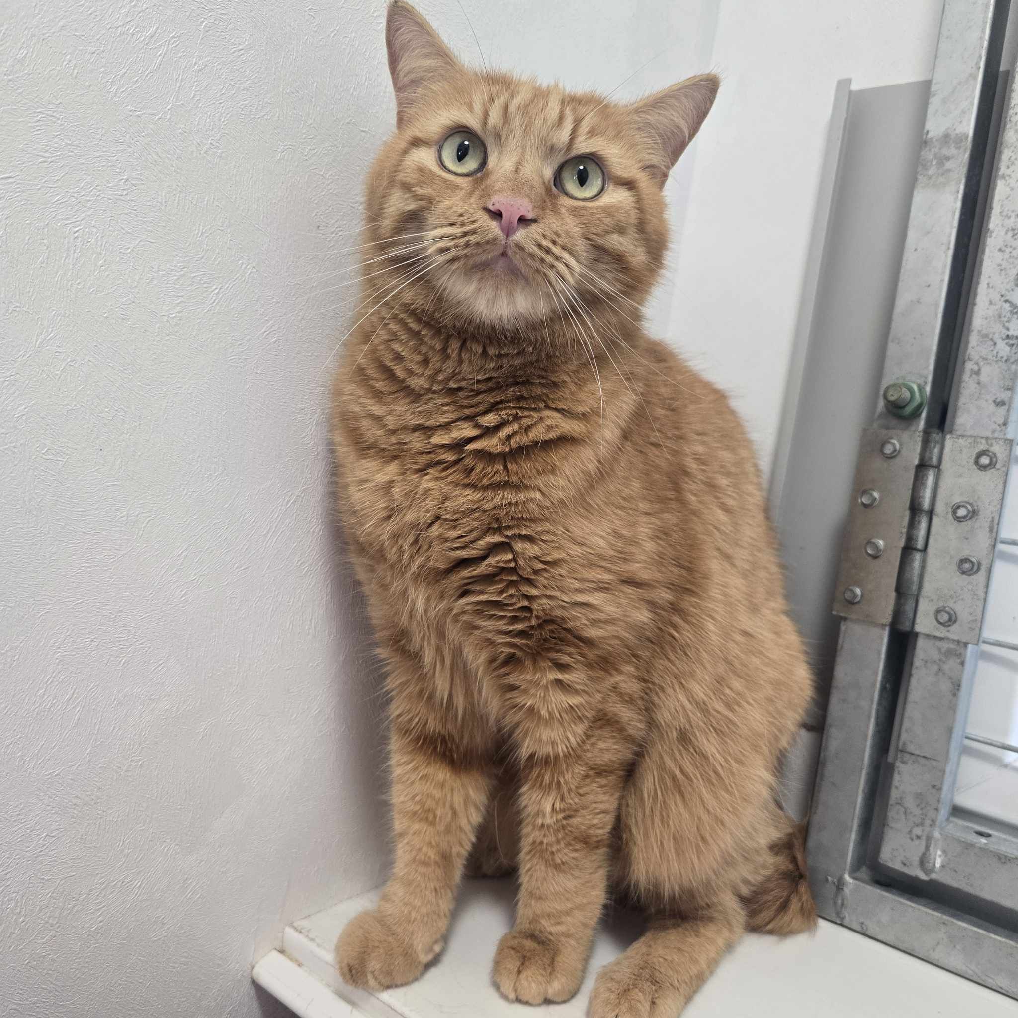 Tiger- 4 Year Old Male RESERVED