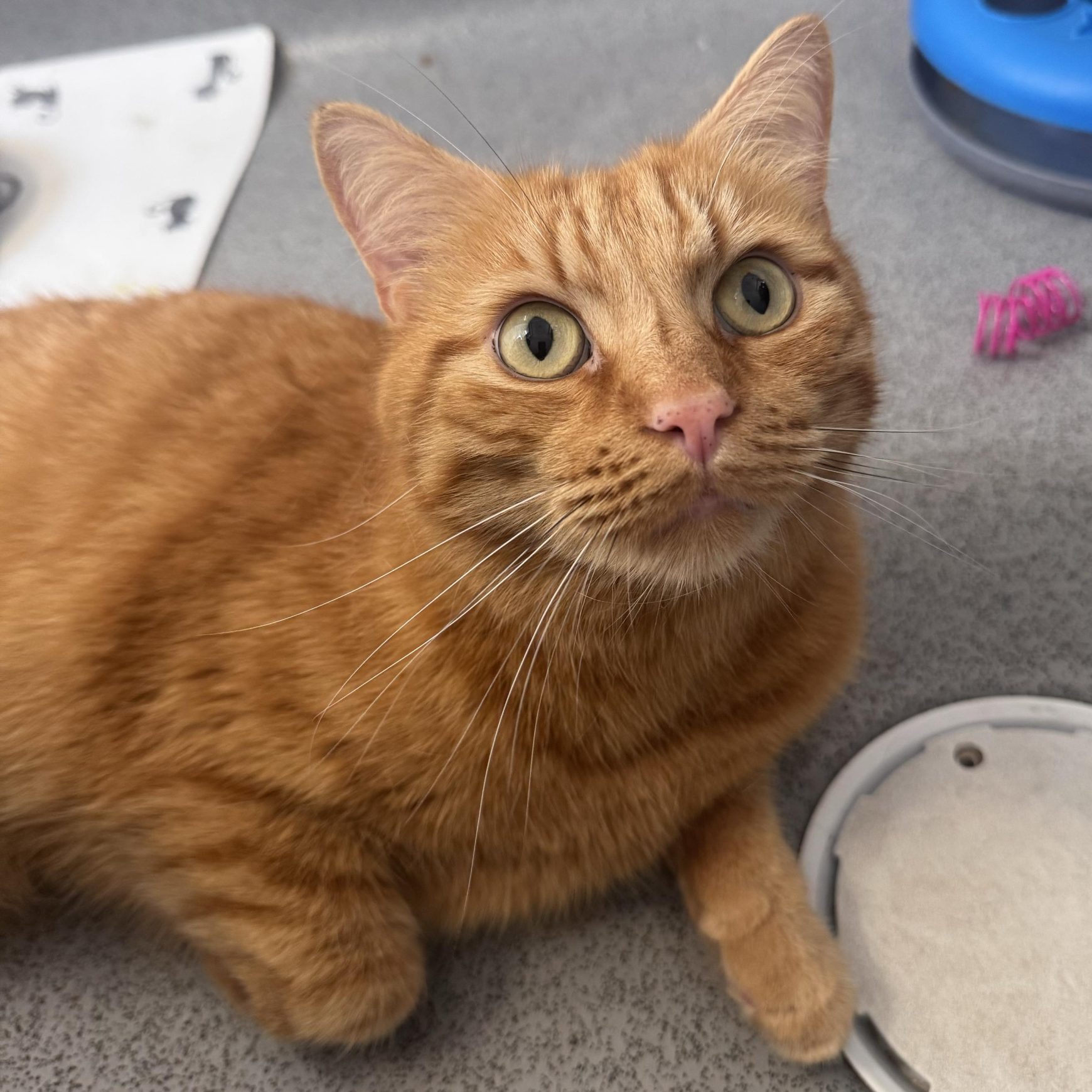 Tiger- 4 Year Old Male RESERVED