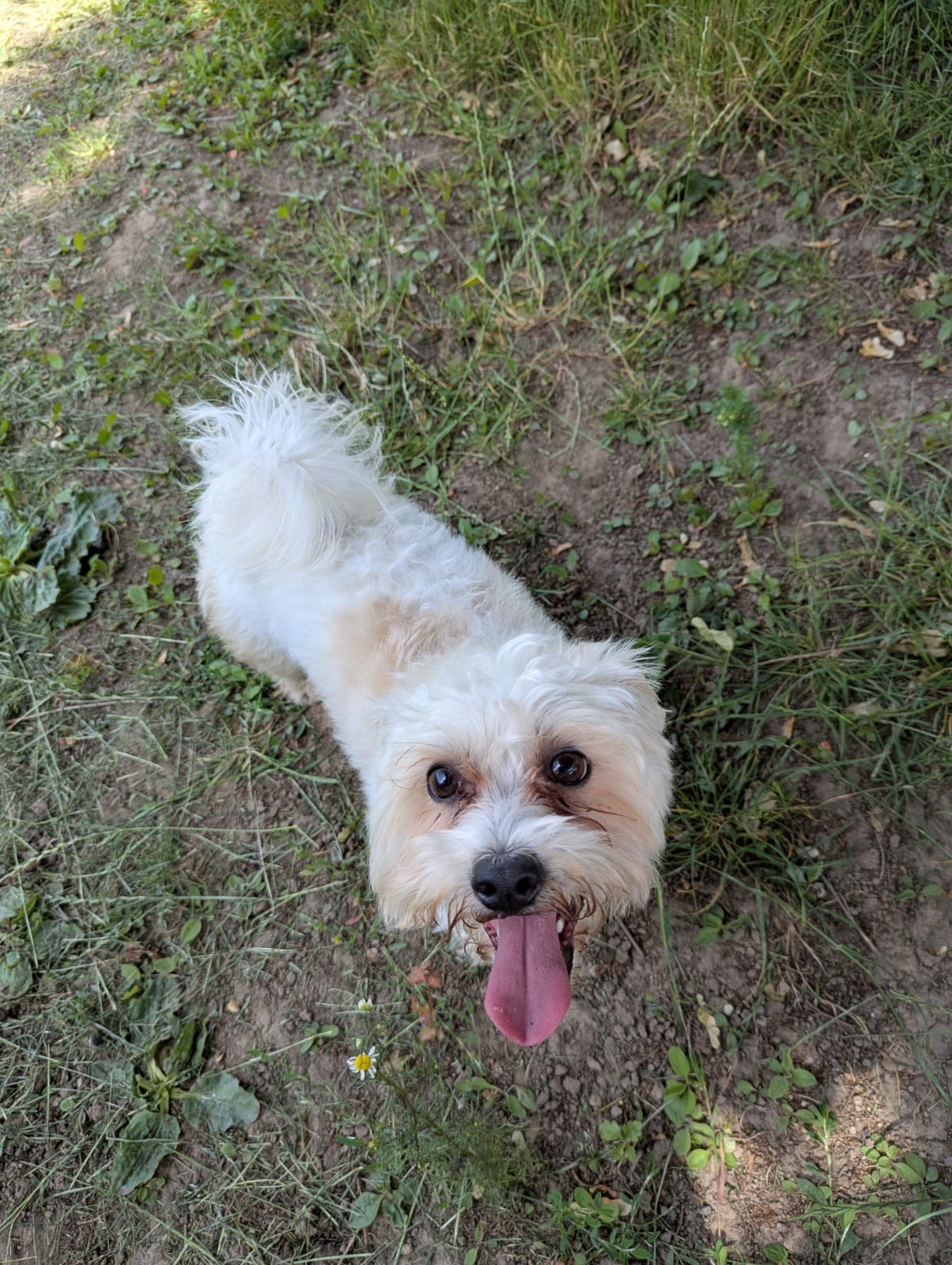 Fluffy – 2 year 8 month old Male – RESERVED