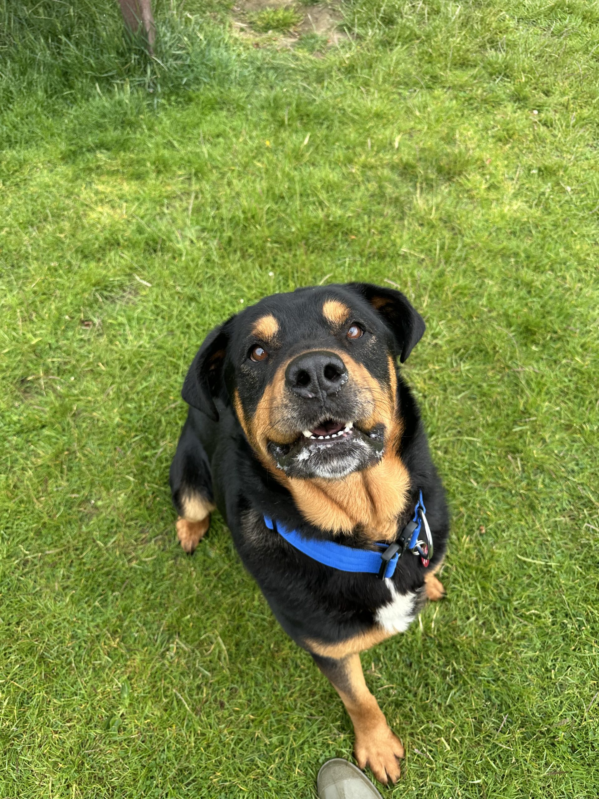 Tommy – 5 year Male – Rescue Spotlight! (RESERVED)