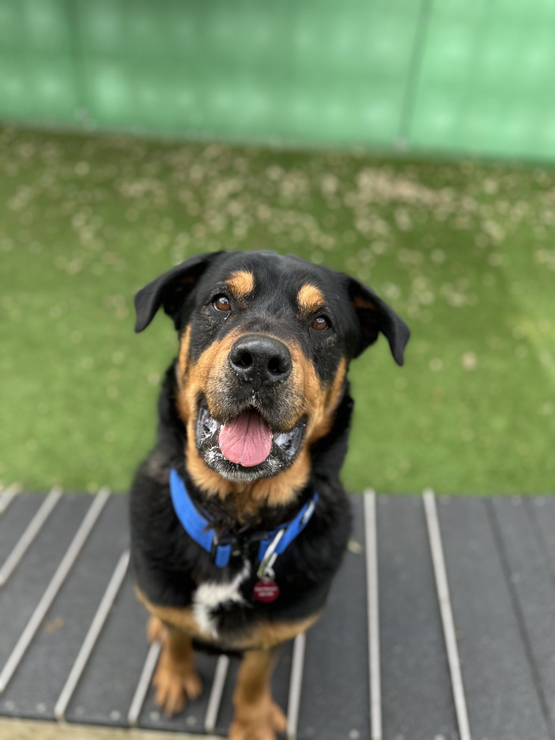 Tommy – 5 year Male – Rescue Spotlight! (RESERVED)