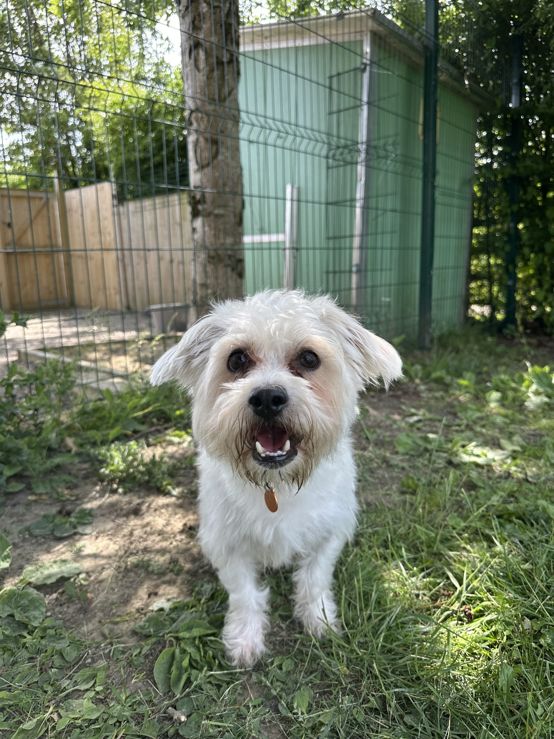 Fluffy – 2 year 8 month old Male – RESERVED