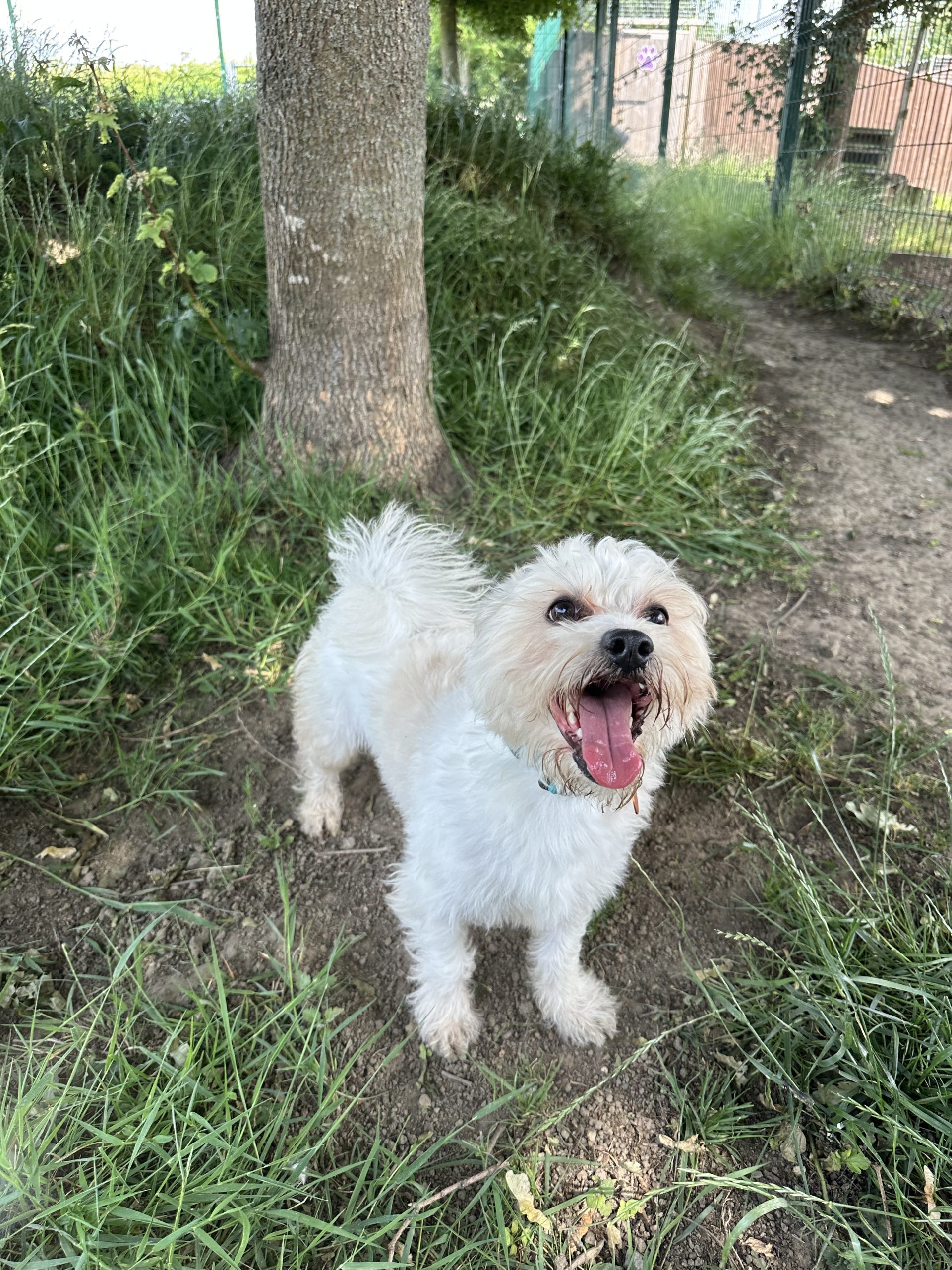 Fluffy – 2 year 8 month old Male – RESERVED
