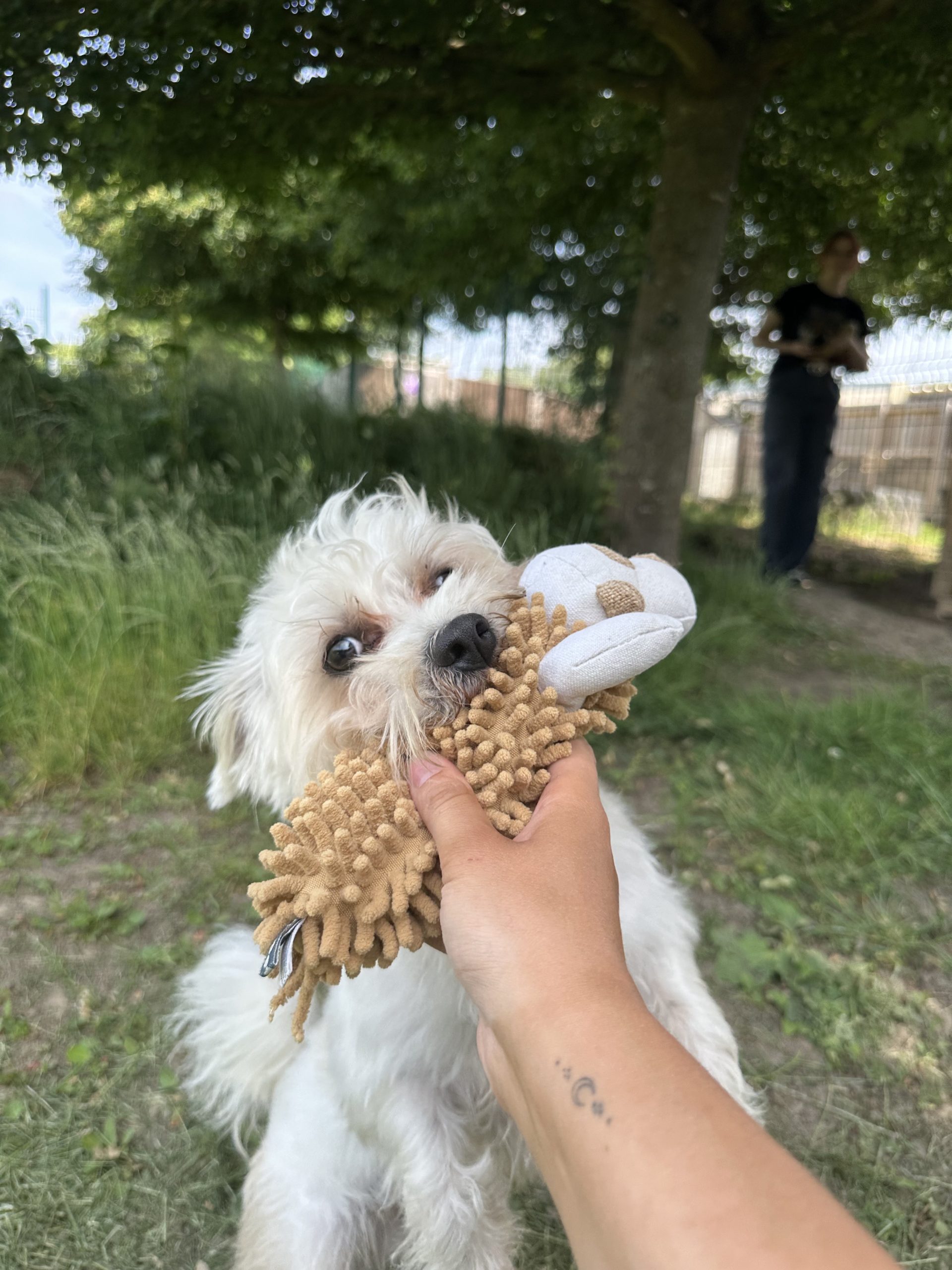 Fluffy – 2 year 8 month old Male – RESERVED
