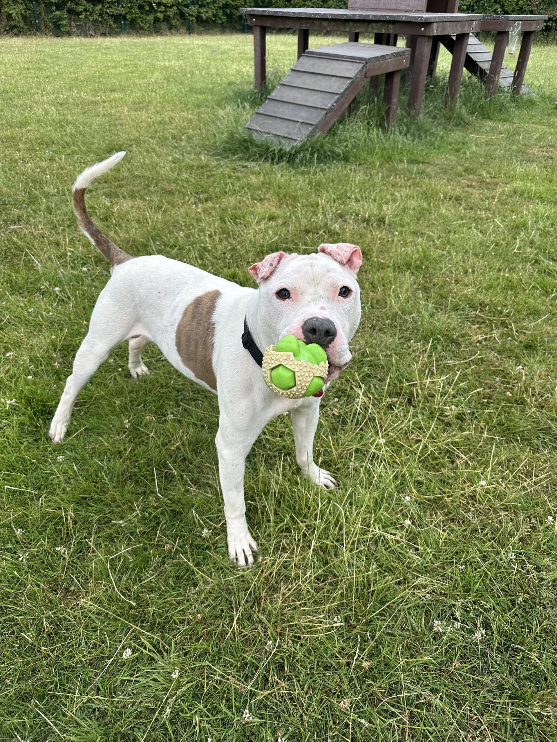 Reggie – 7 year 9 month old Male RESERVED