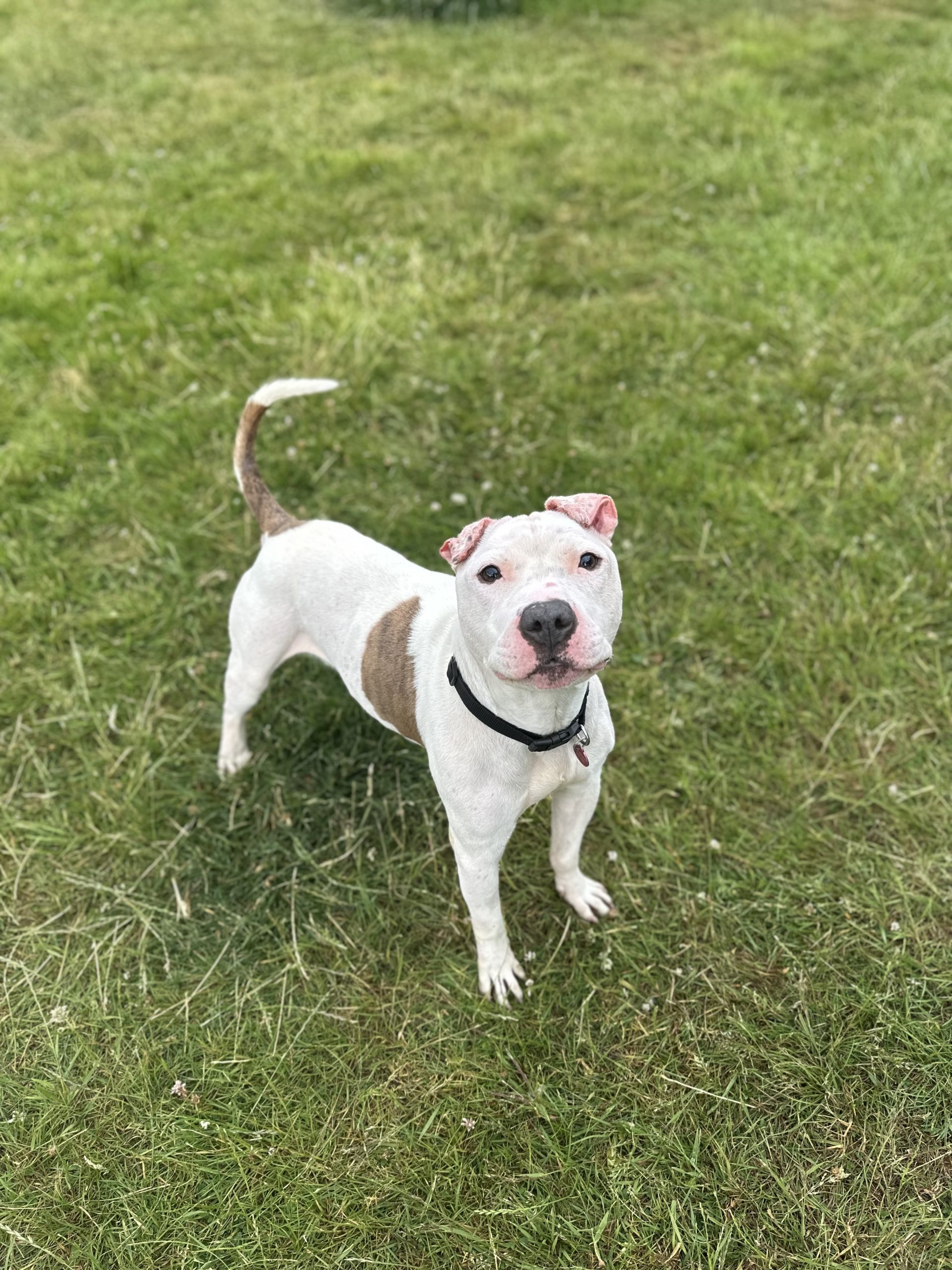 Reggie – 7 year 9 month old Male RESERVED