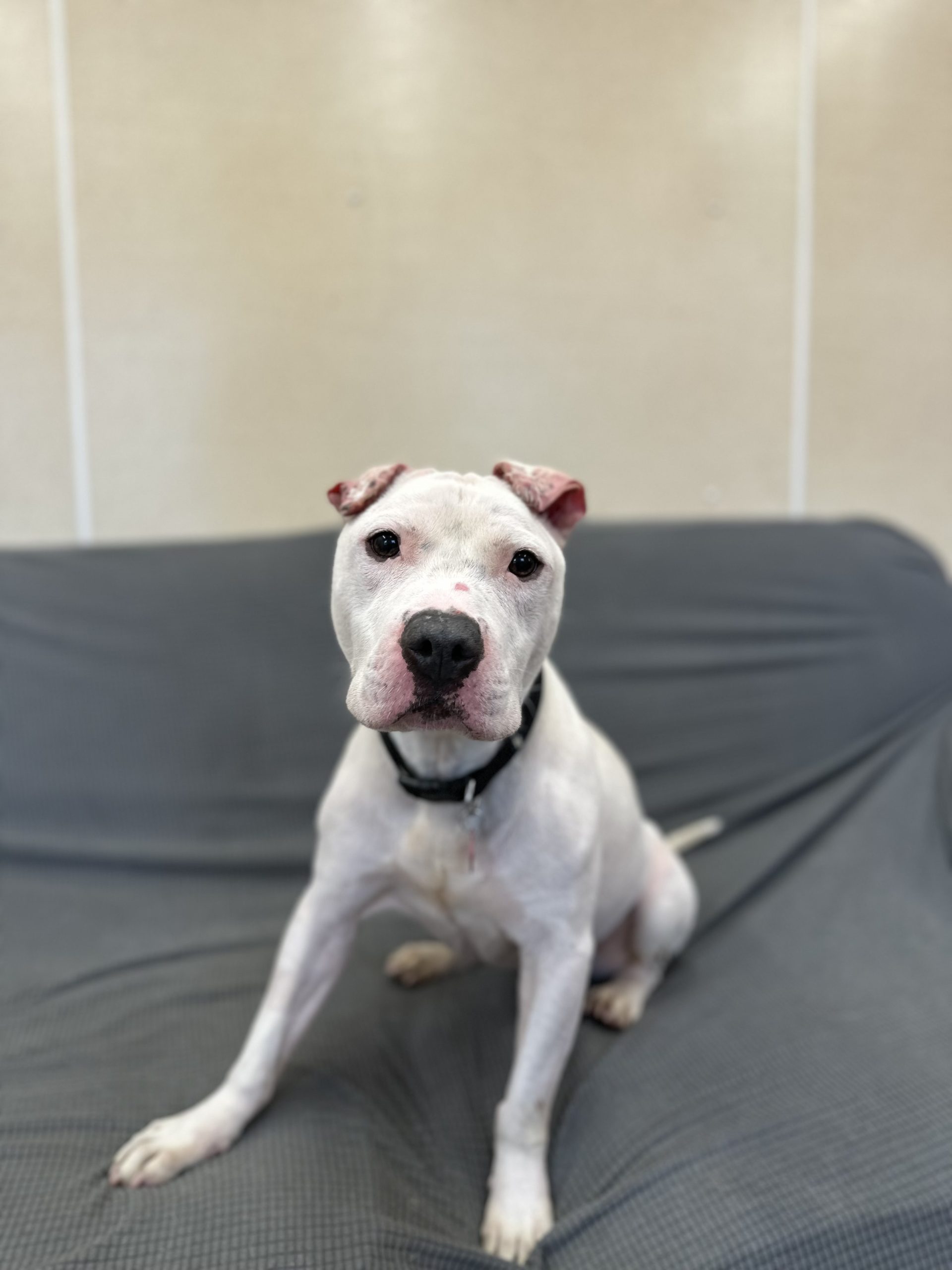 Reggie – 7 year 9 month old Male RESERVED