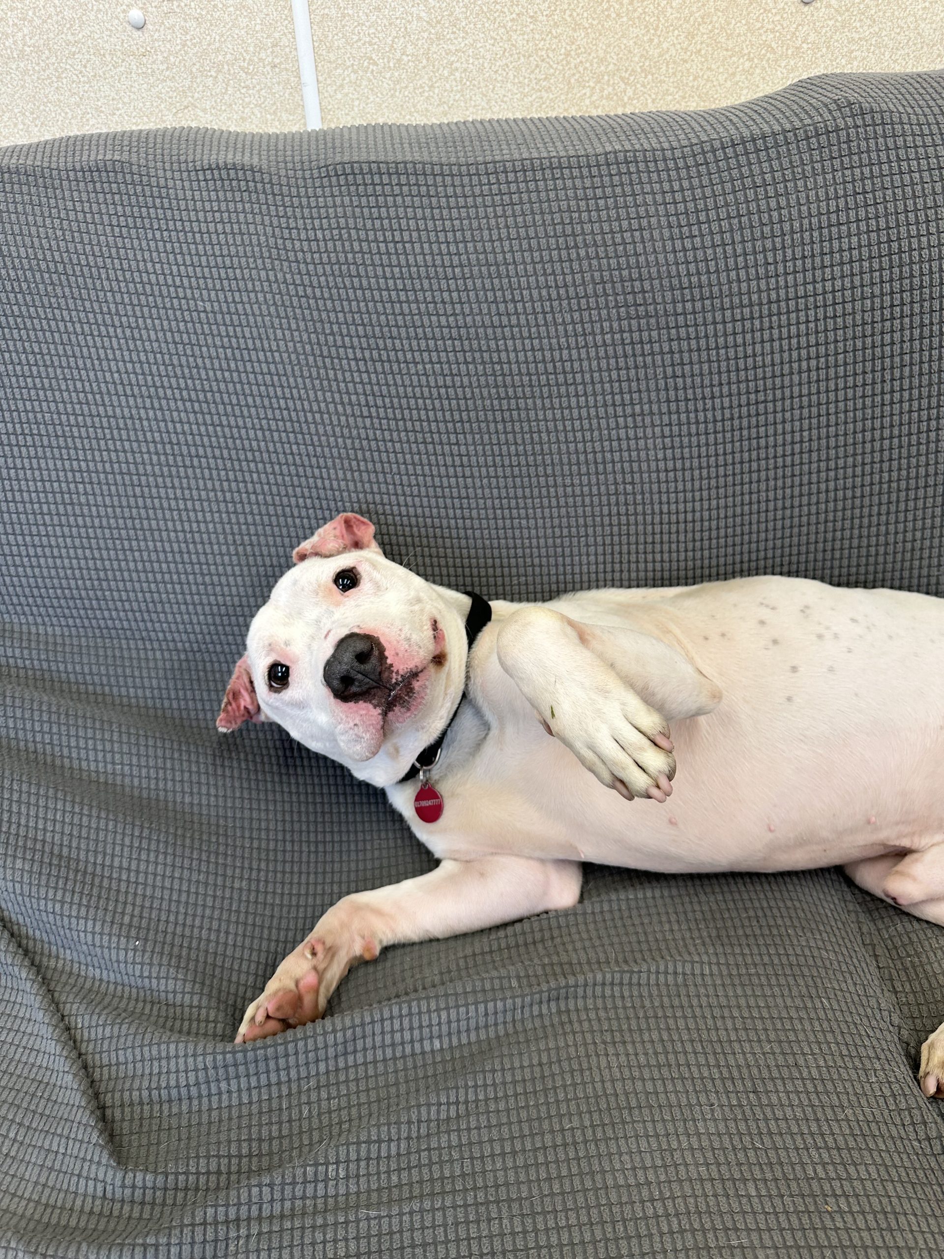 Reggie – 7 year 9 month old Male RESERVED