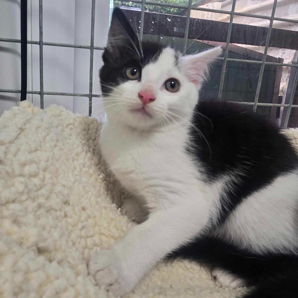 Gary- 4 Month Old Male- RESERVED