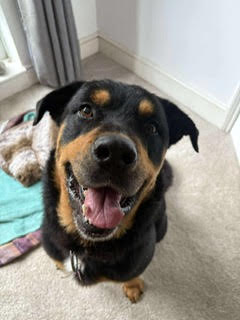 Tommy – 5 year Male – Rescue Spotlight! (RESERVED)