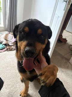 Tommy – 5 year Male – Rescue Spotlight! (RESERVED)