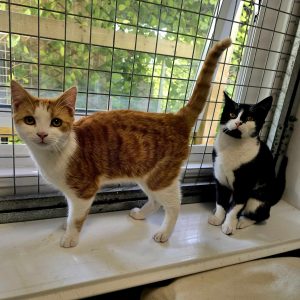 Simba 6 Month Old Male- MEETING BOOKED