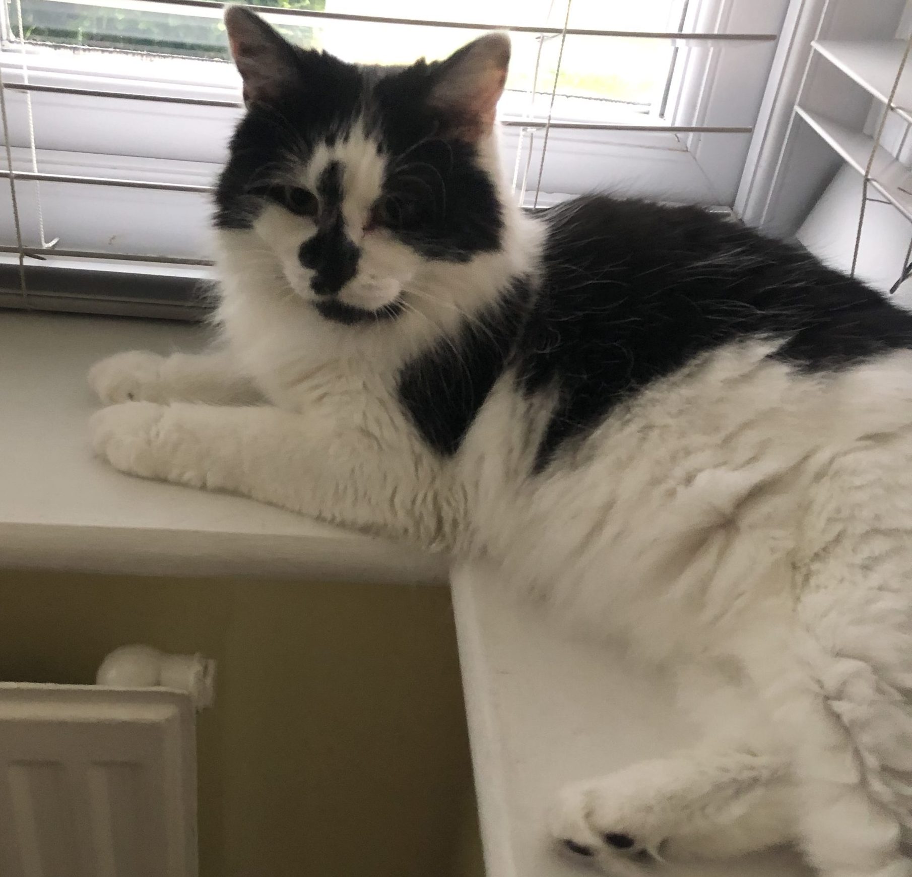 Panda- 5 Year Old Female- MEETING BOOKED