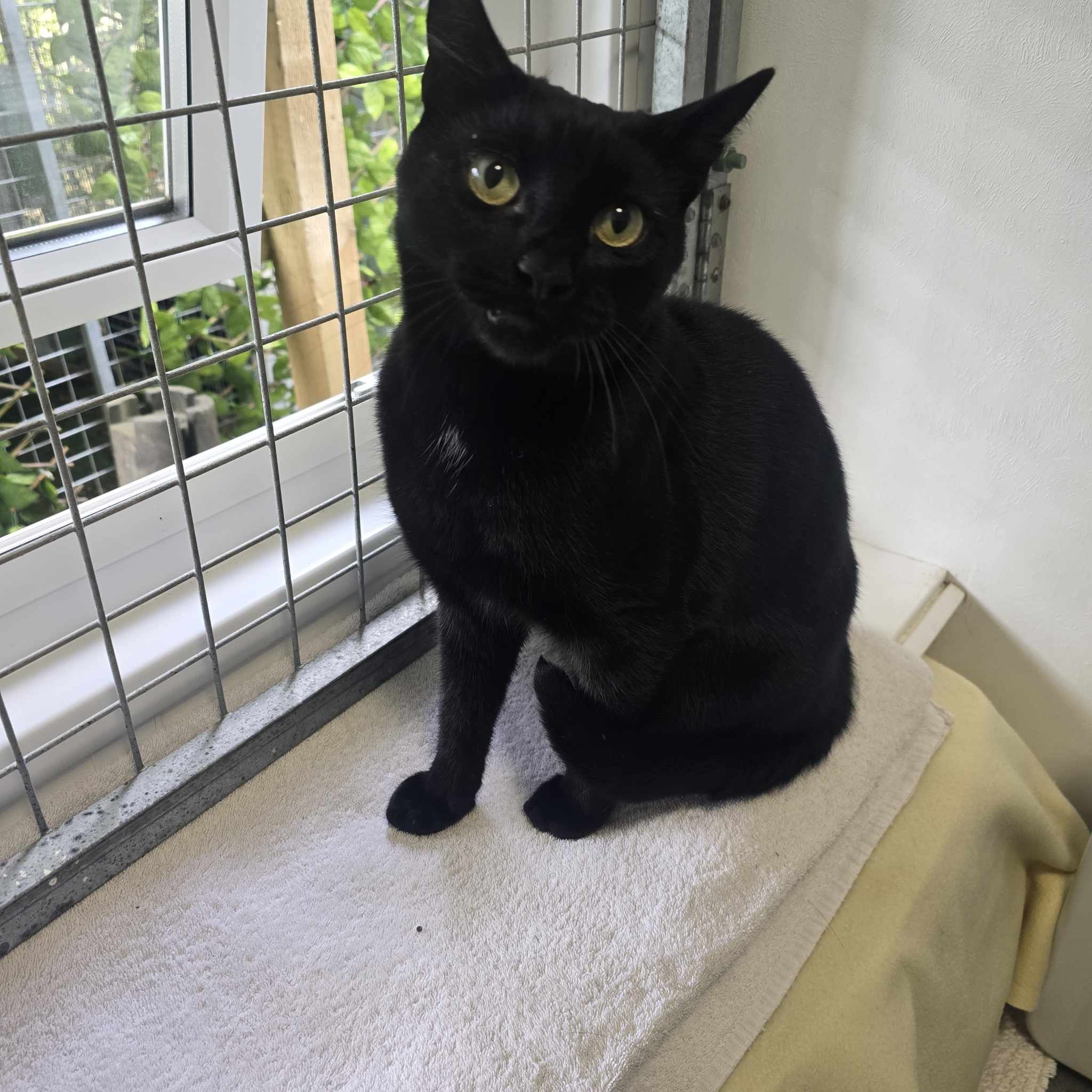 Oreo- 2 Year Old Male (RESERVED)