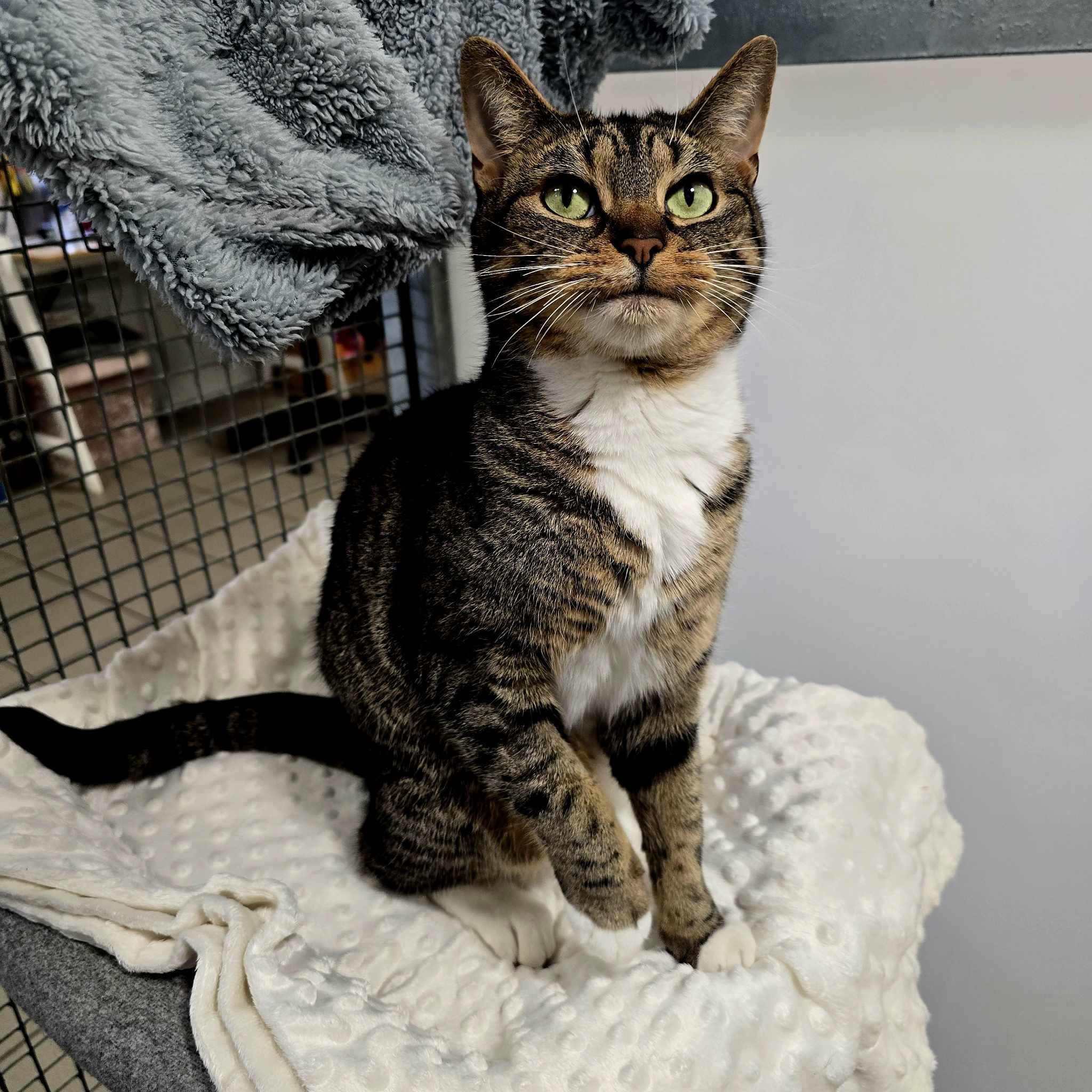 Frankie 5 Year Old Female (RESERVED)