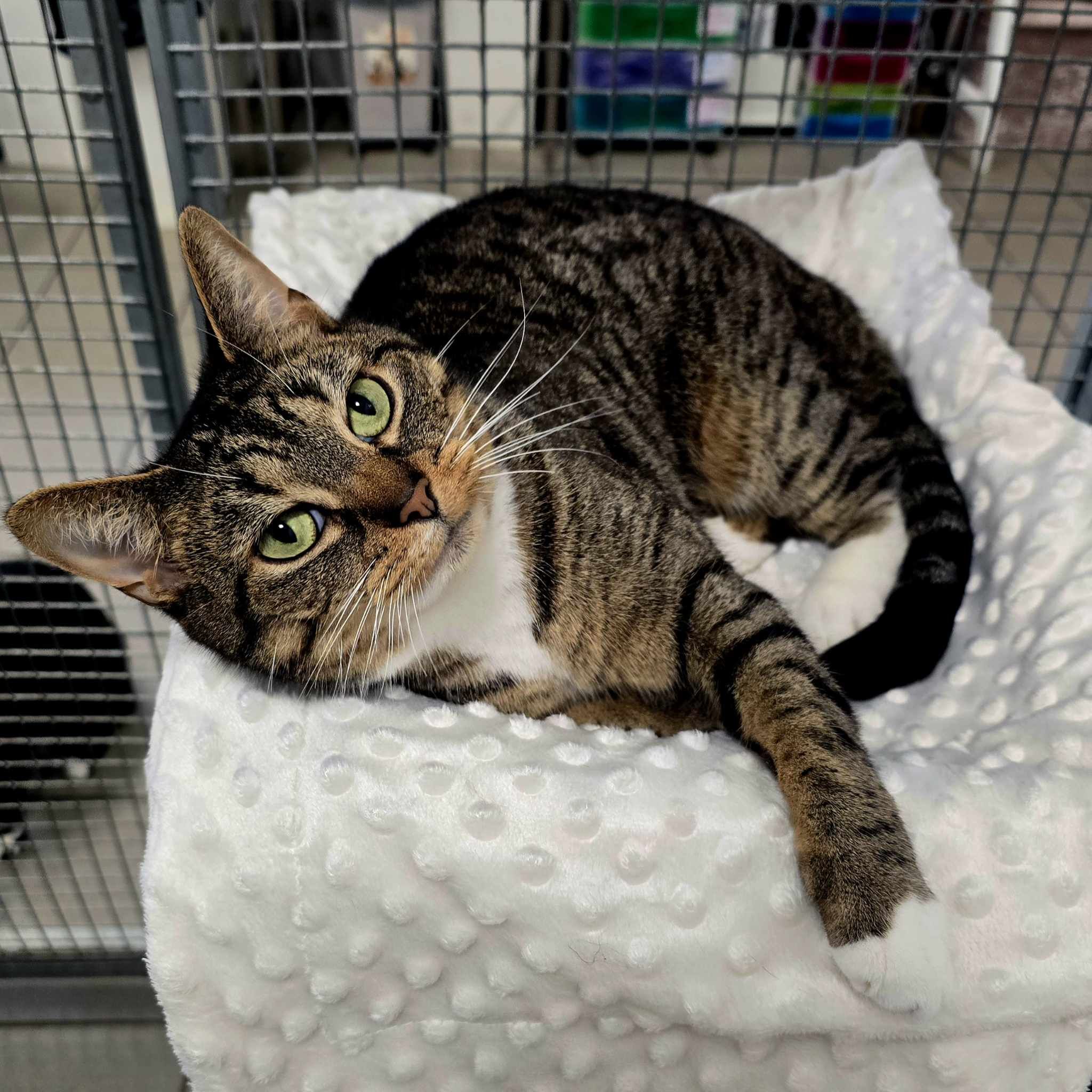 Frankie 5 Year Old Female (RESERVED)