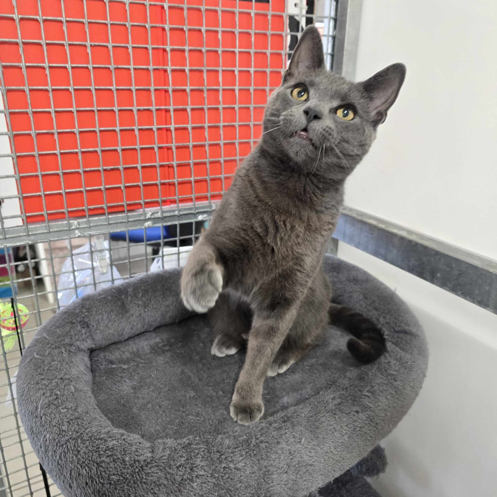 Smokey -1 Year Old Male