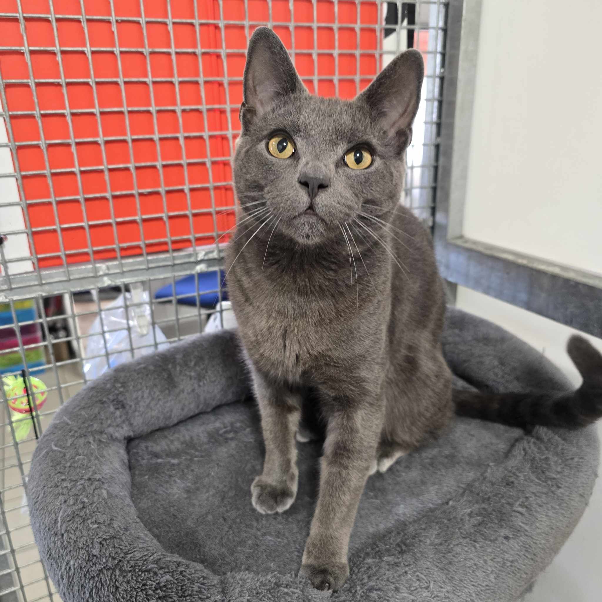 Smokey -1 Year Old Male