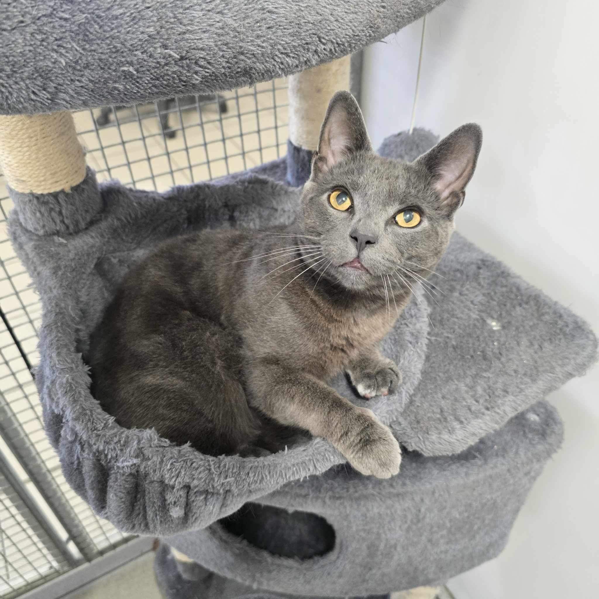 Smokey -1 Year Old Male