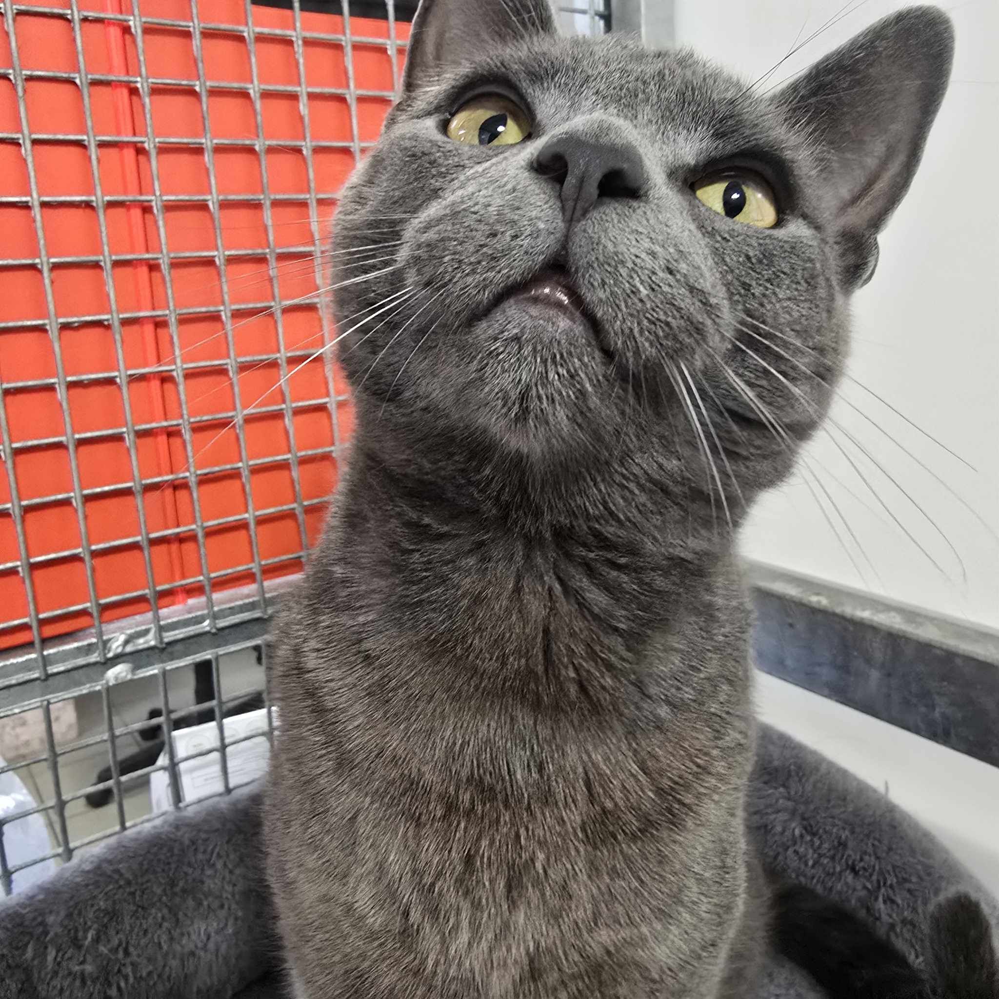 Smokey -1 Year Old Male