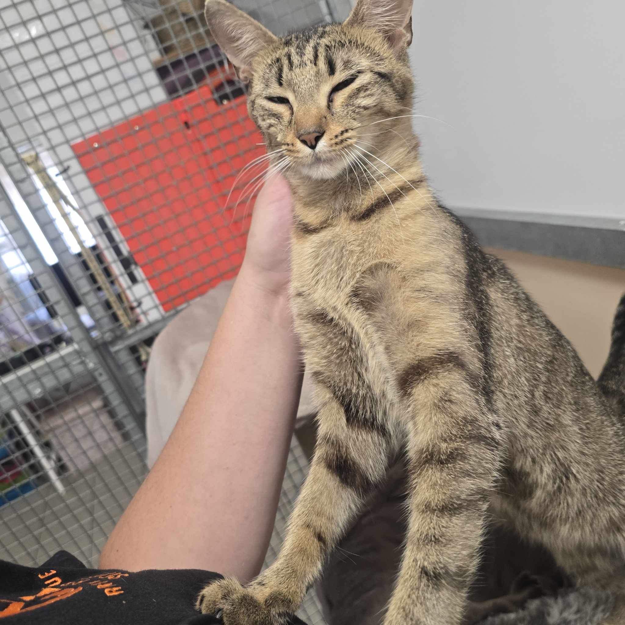 Sheila- 1 Year Old Female- MEETING BOOKED