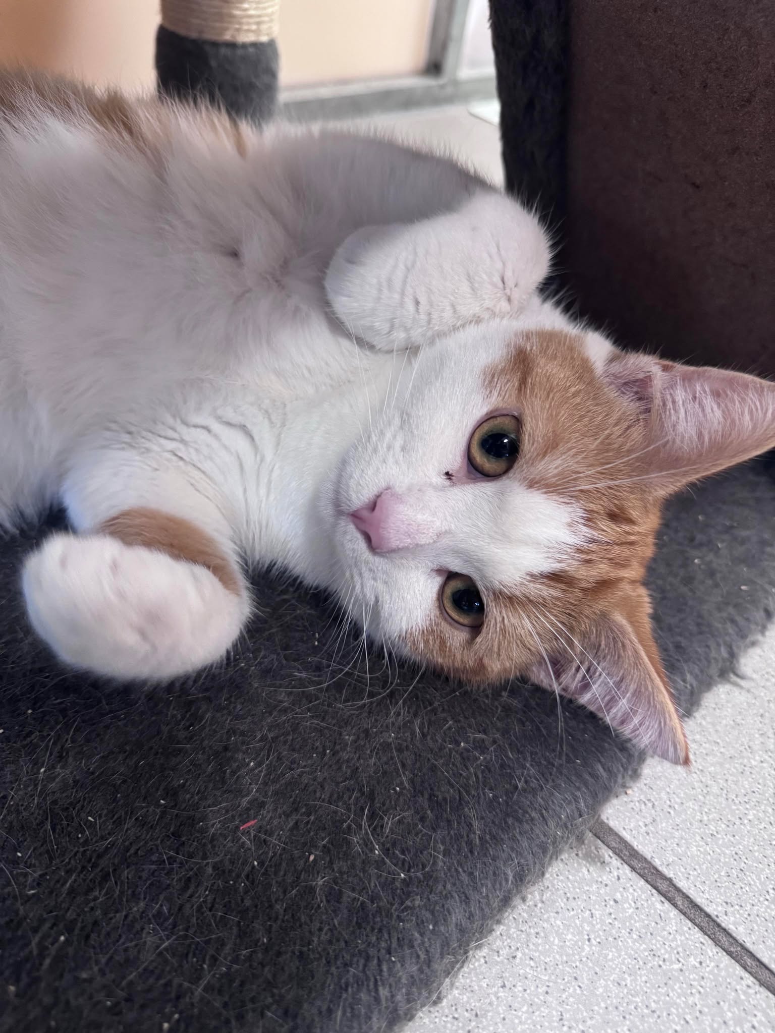 Simba 6 Month Old Male- MEETING BOOKED