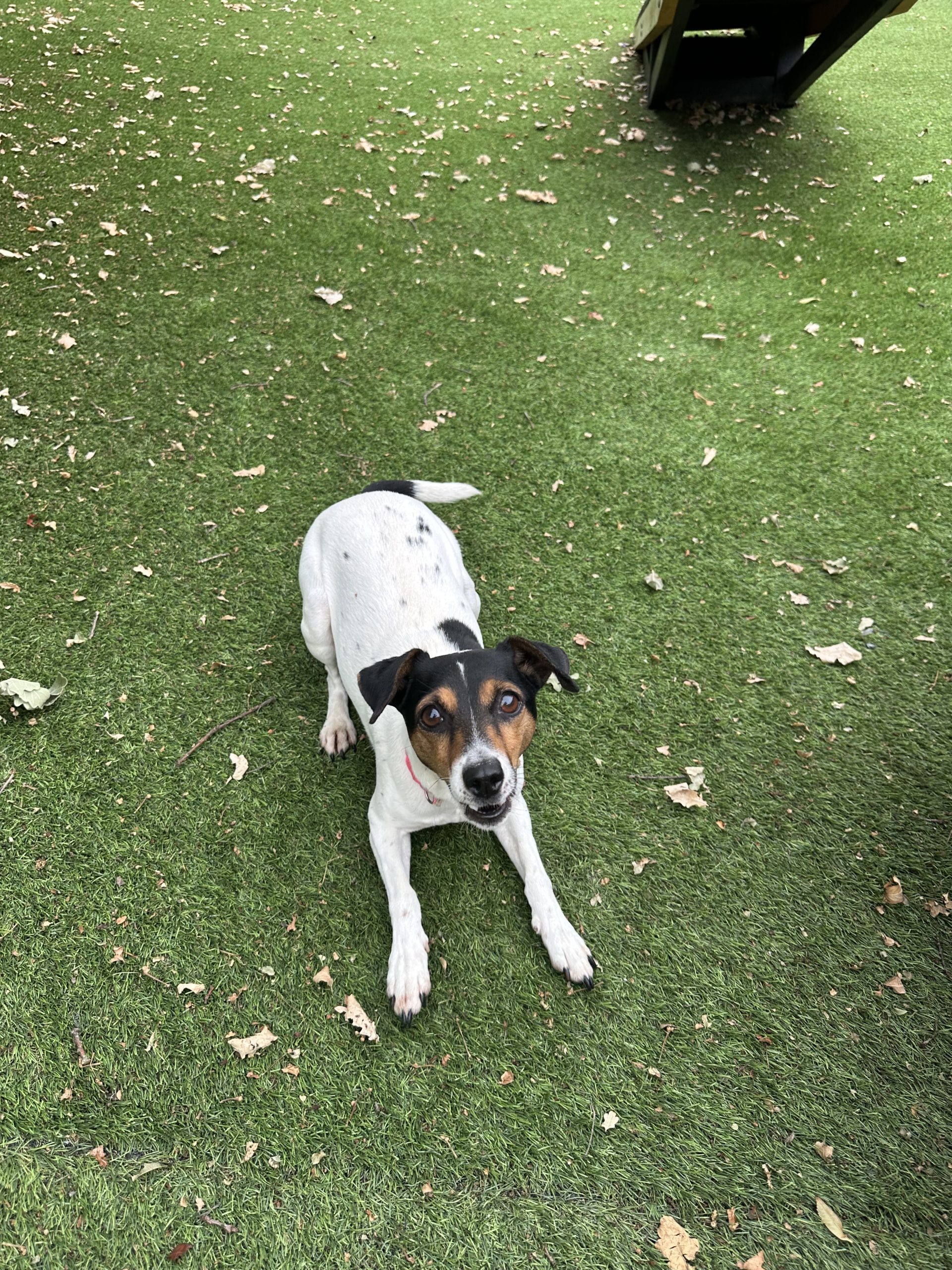 Minnie – 4 year 9 month old Female