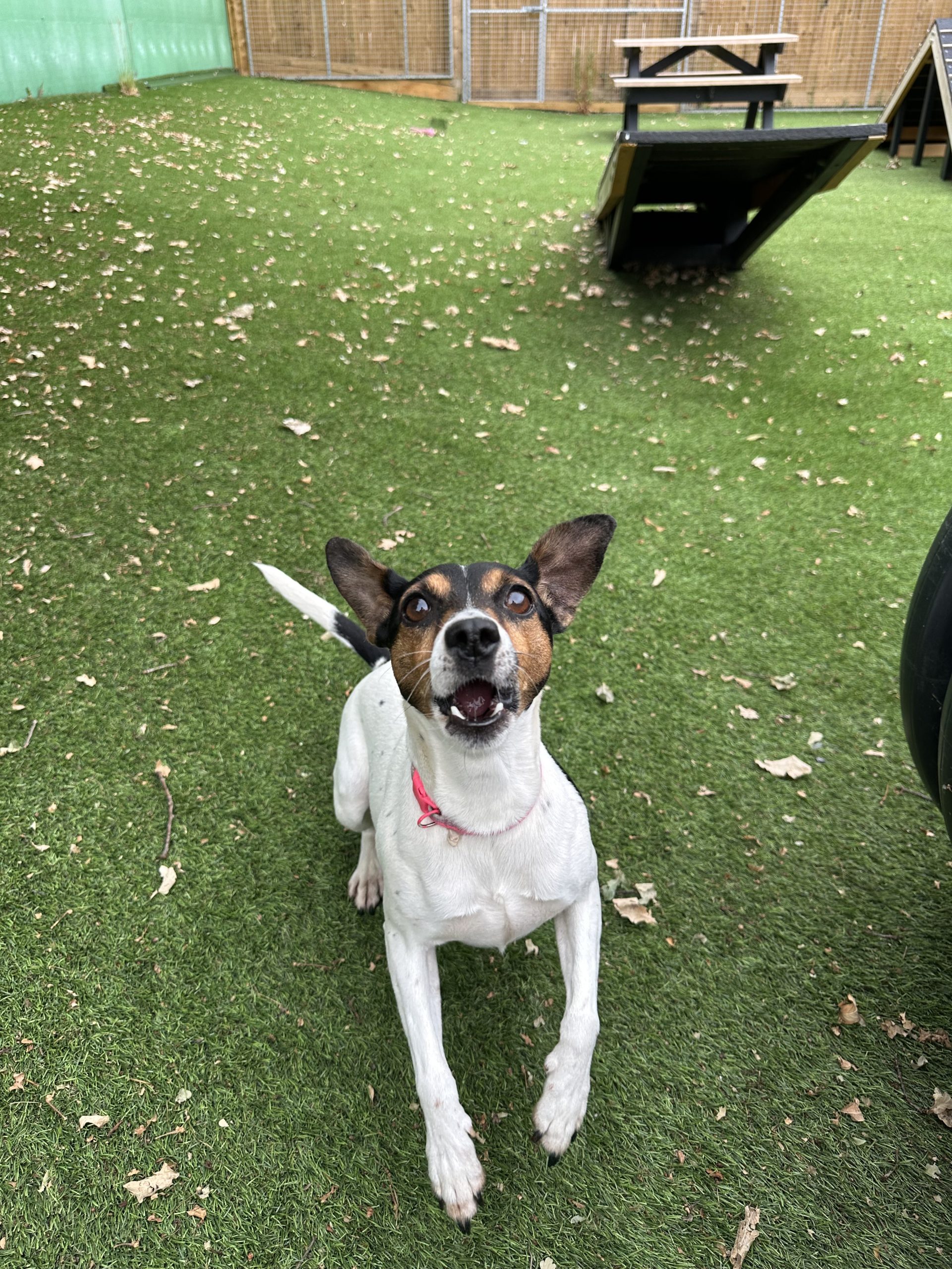 Minnie – 4 year 9 month old Female