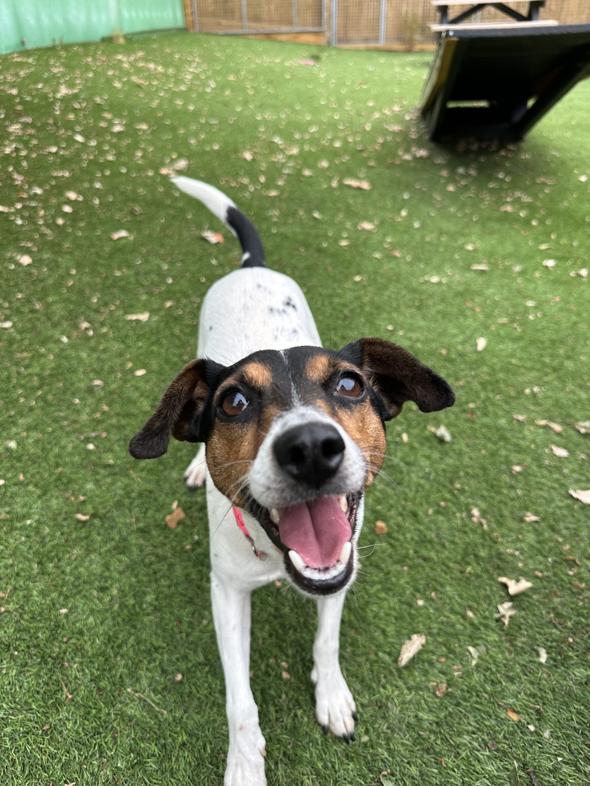 Minnie – 4 year 9 month old Female