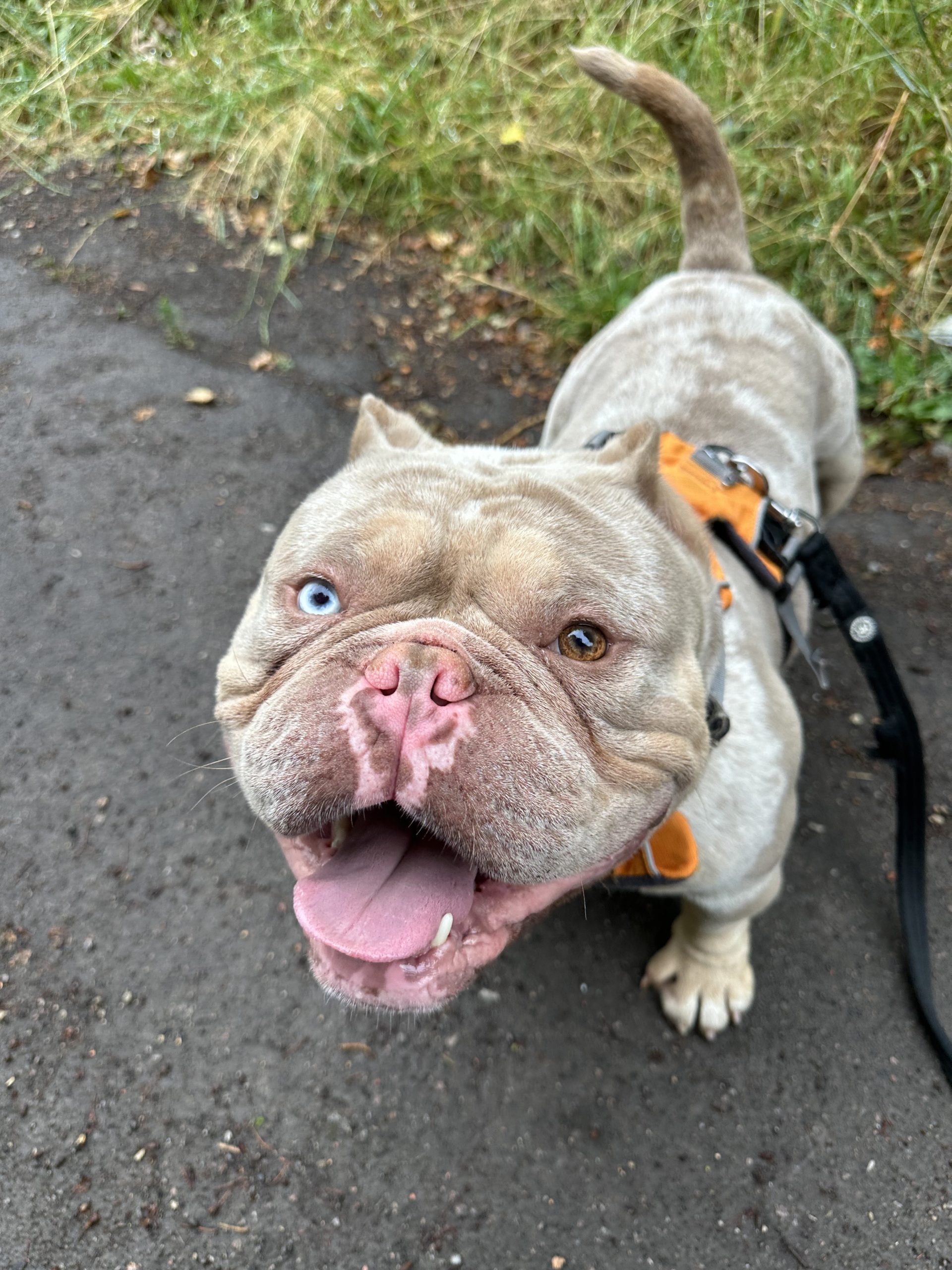 Ghost – 5 years 11 month old Male