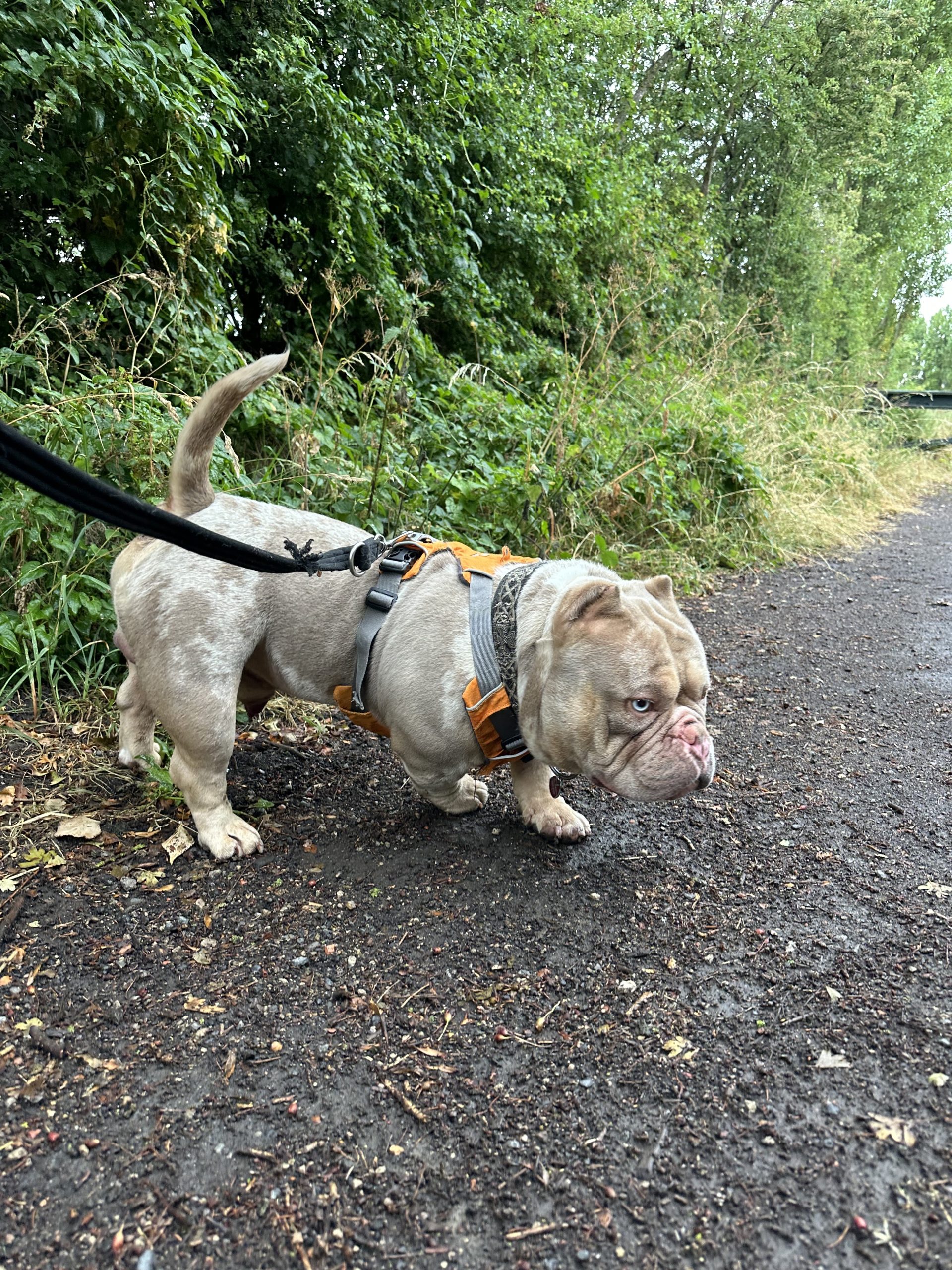 Ghost – 5 years 11 month old Male