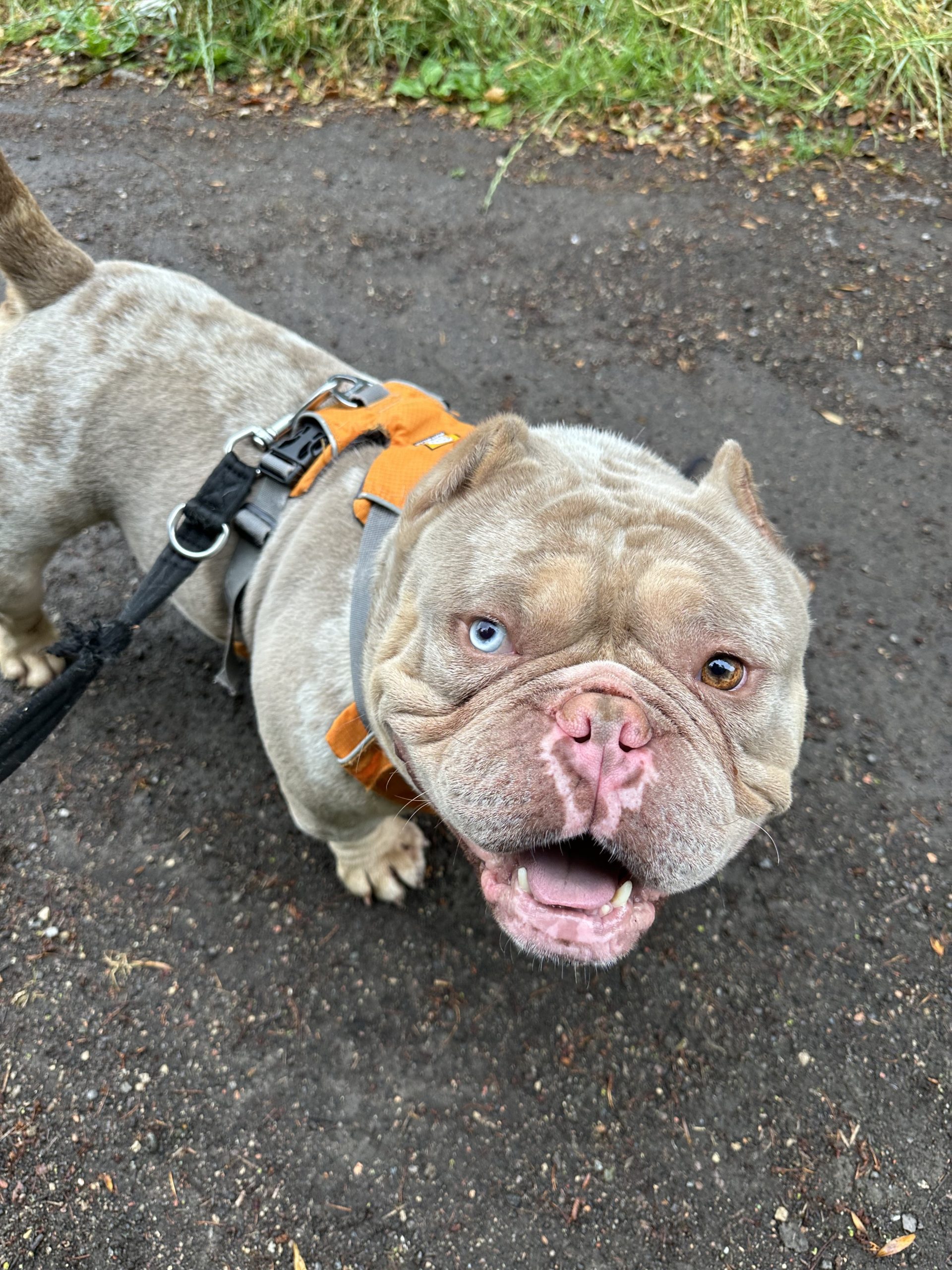 Ghost – 5 years 11 month old Male