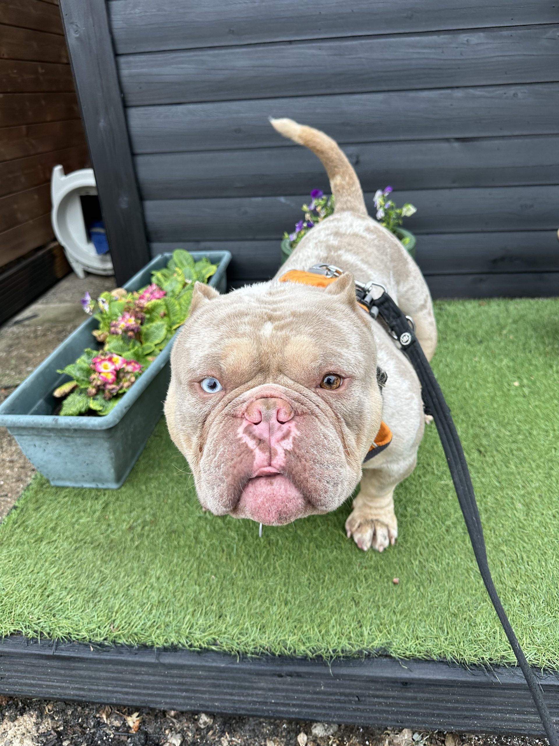 Ghost – 5 years 11 month old Male