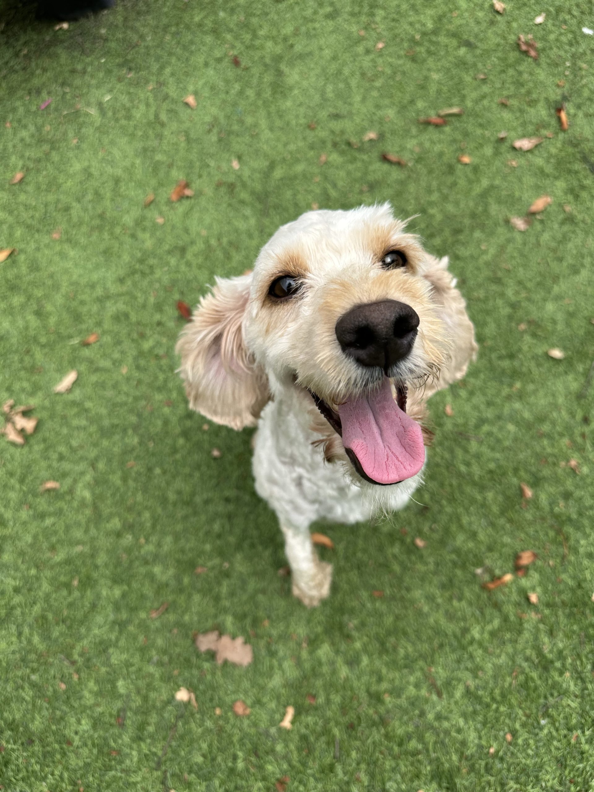 Annie – 4 year old Female RESERVED