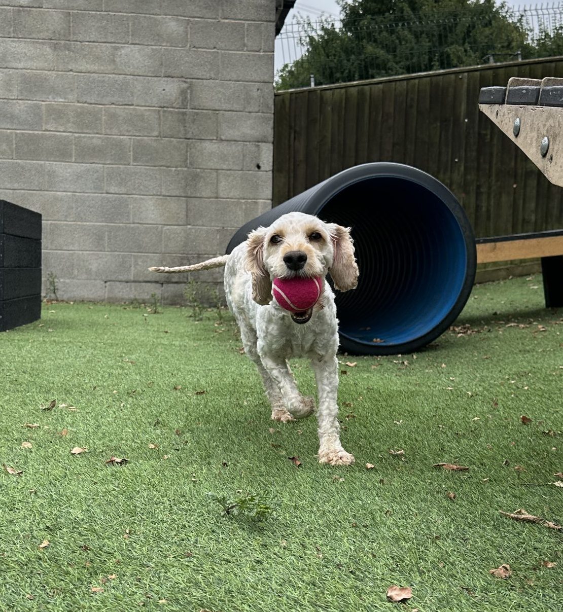 Annie – 4 year old Female RESERVED