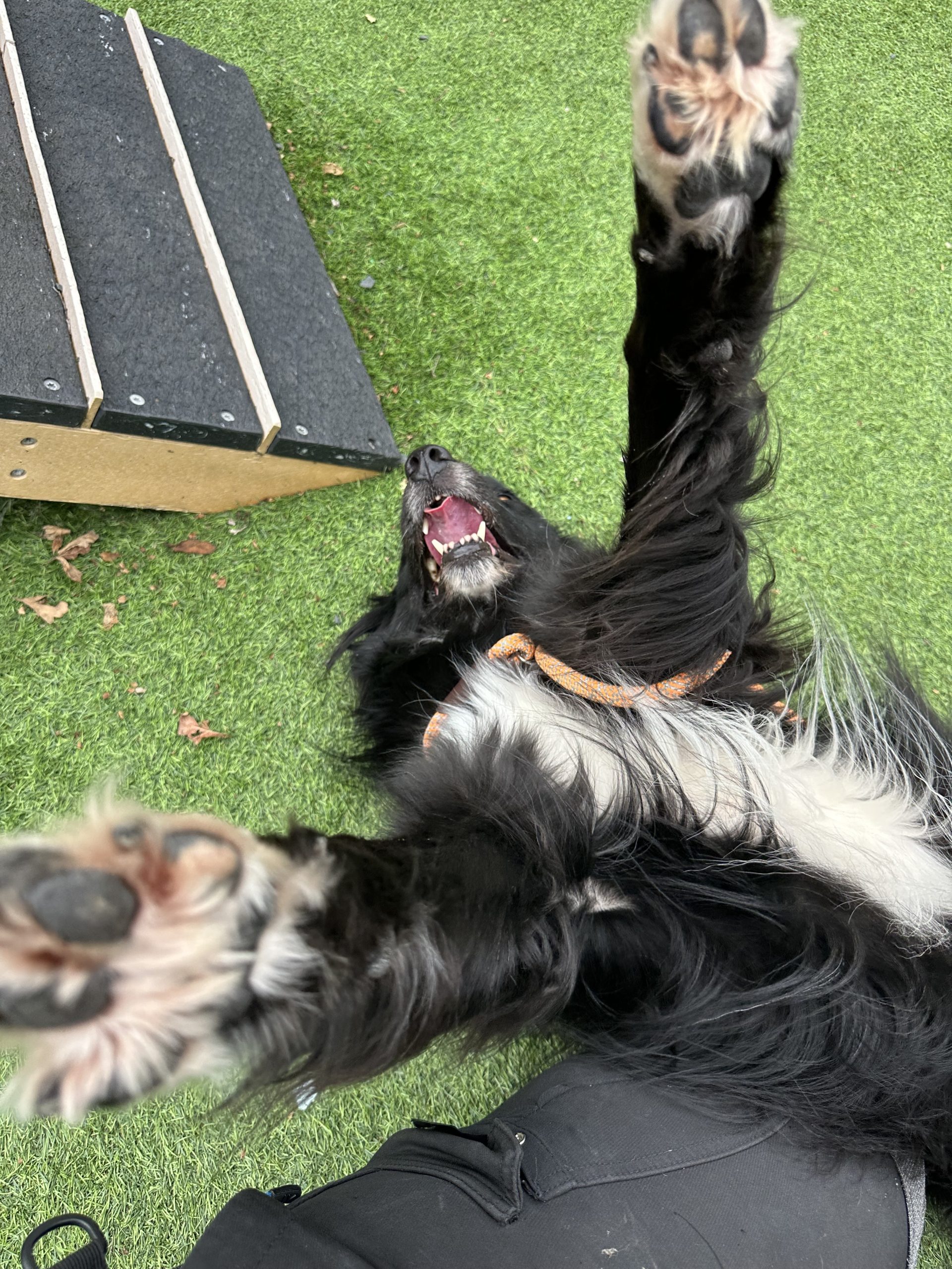 Paddy – 9 years 2 month old Male RESERVED