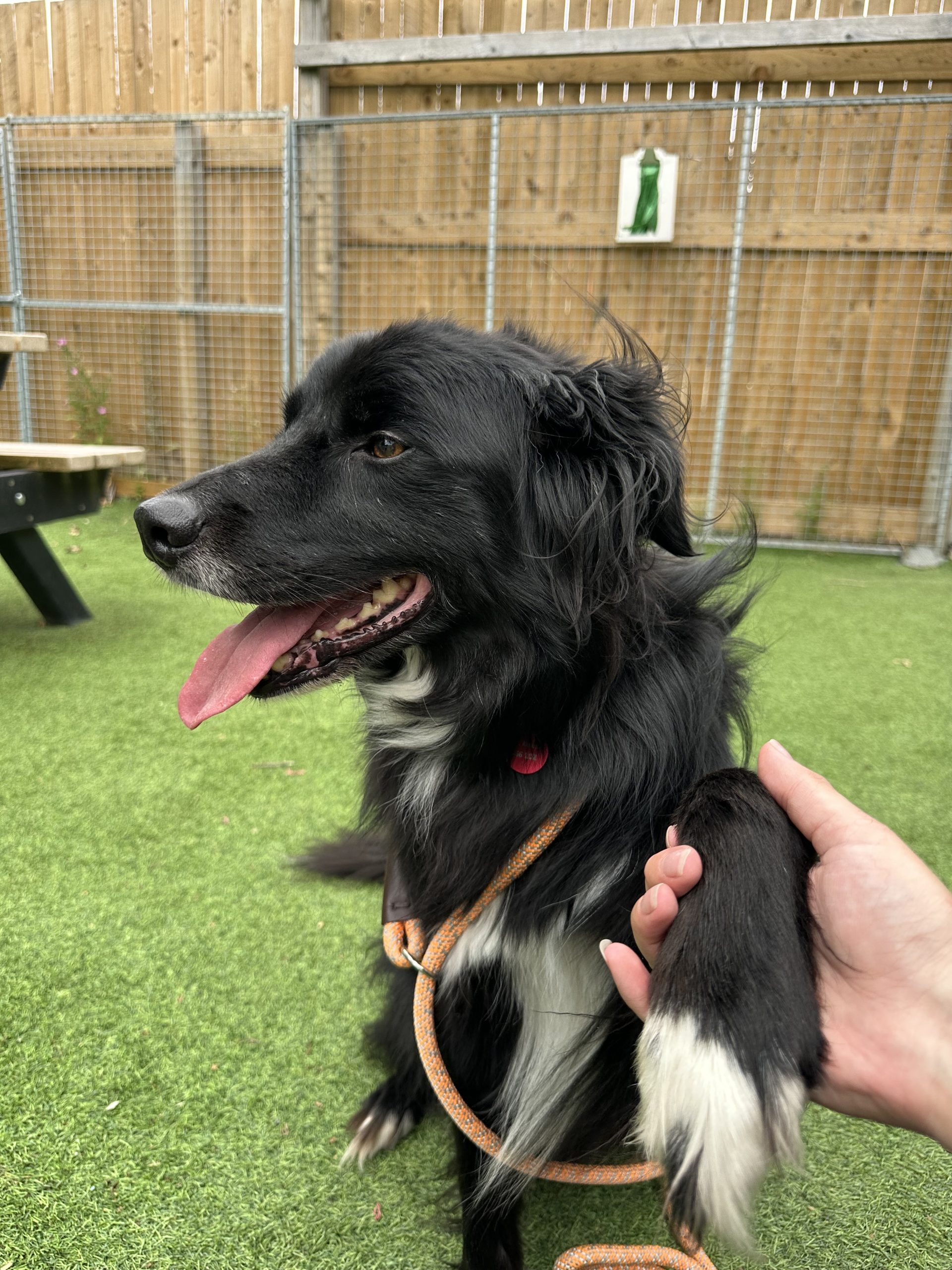 Paddy – 9 years 2 month old Male RESERVED