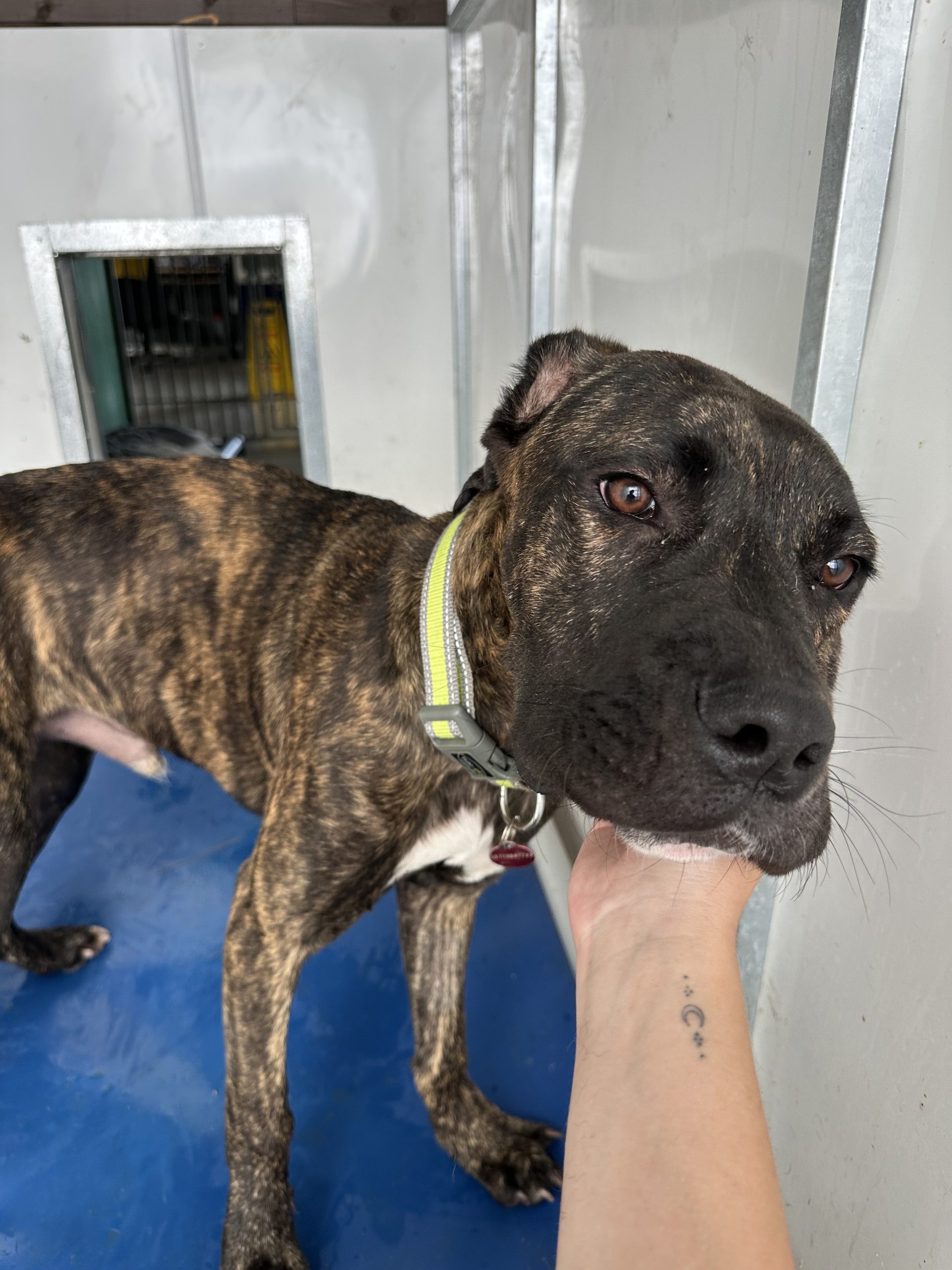 Bruce – 7 month old Male (Reserved)