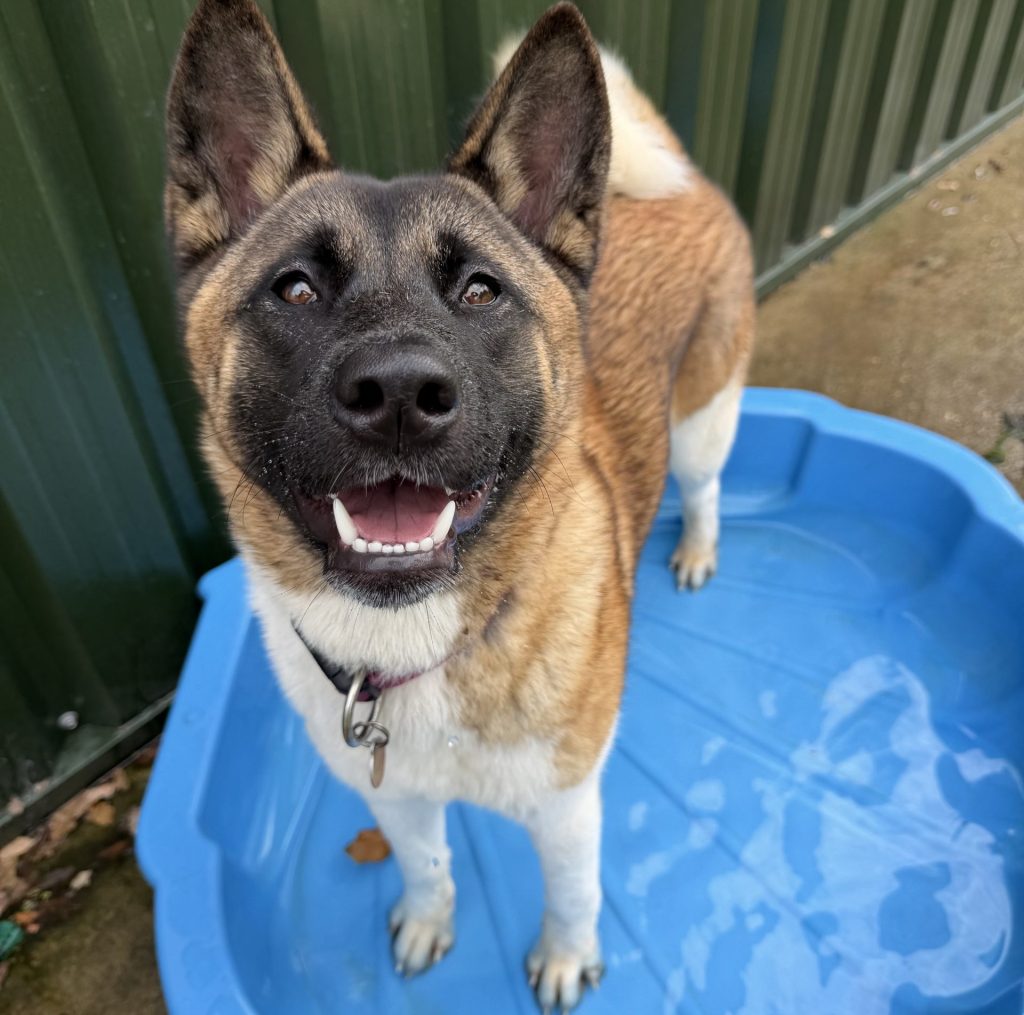 Adult Dog - RainRescue