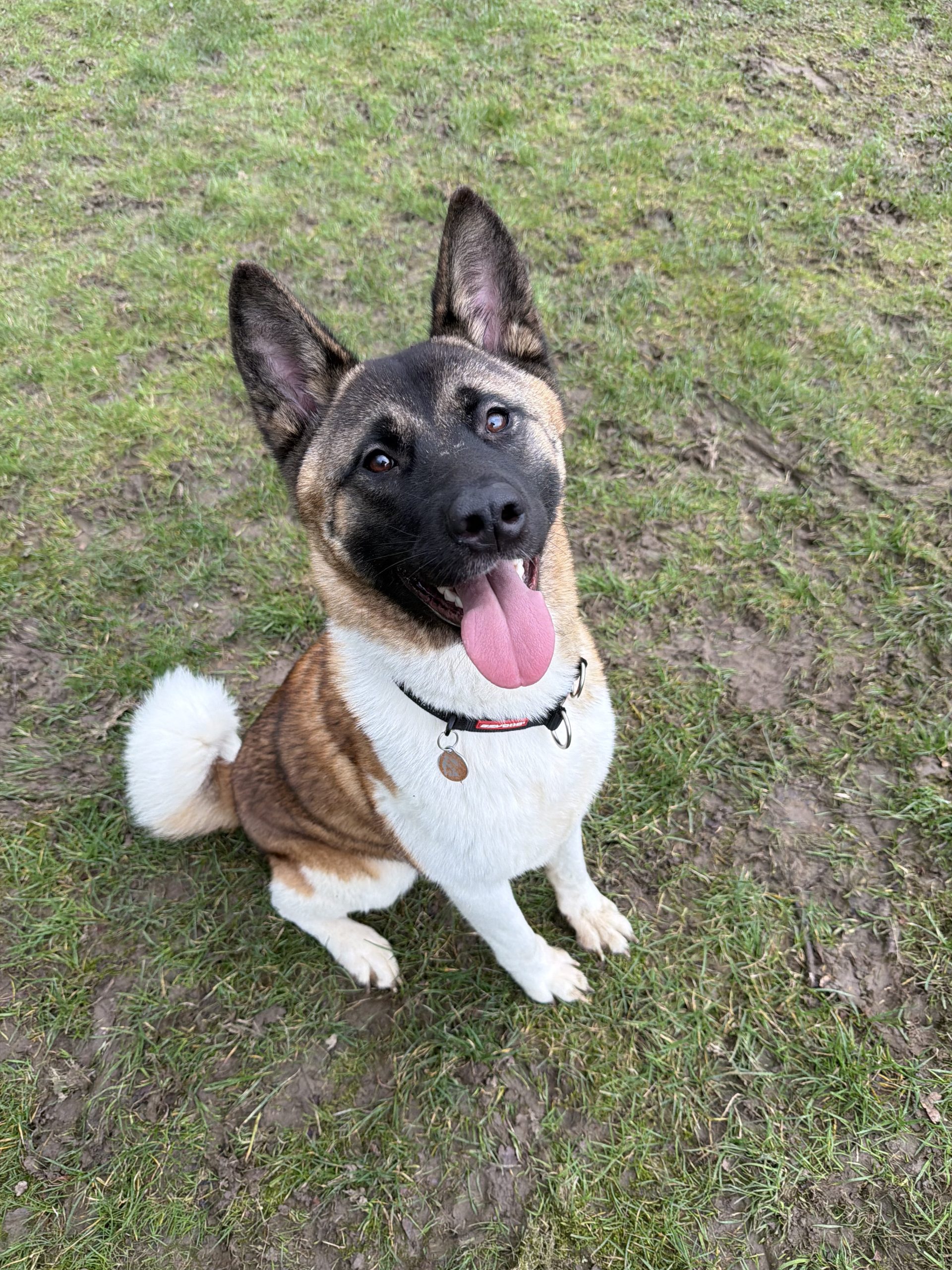 Jyn – 1 year old Female