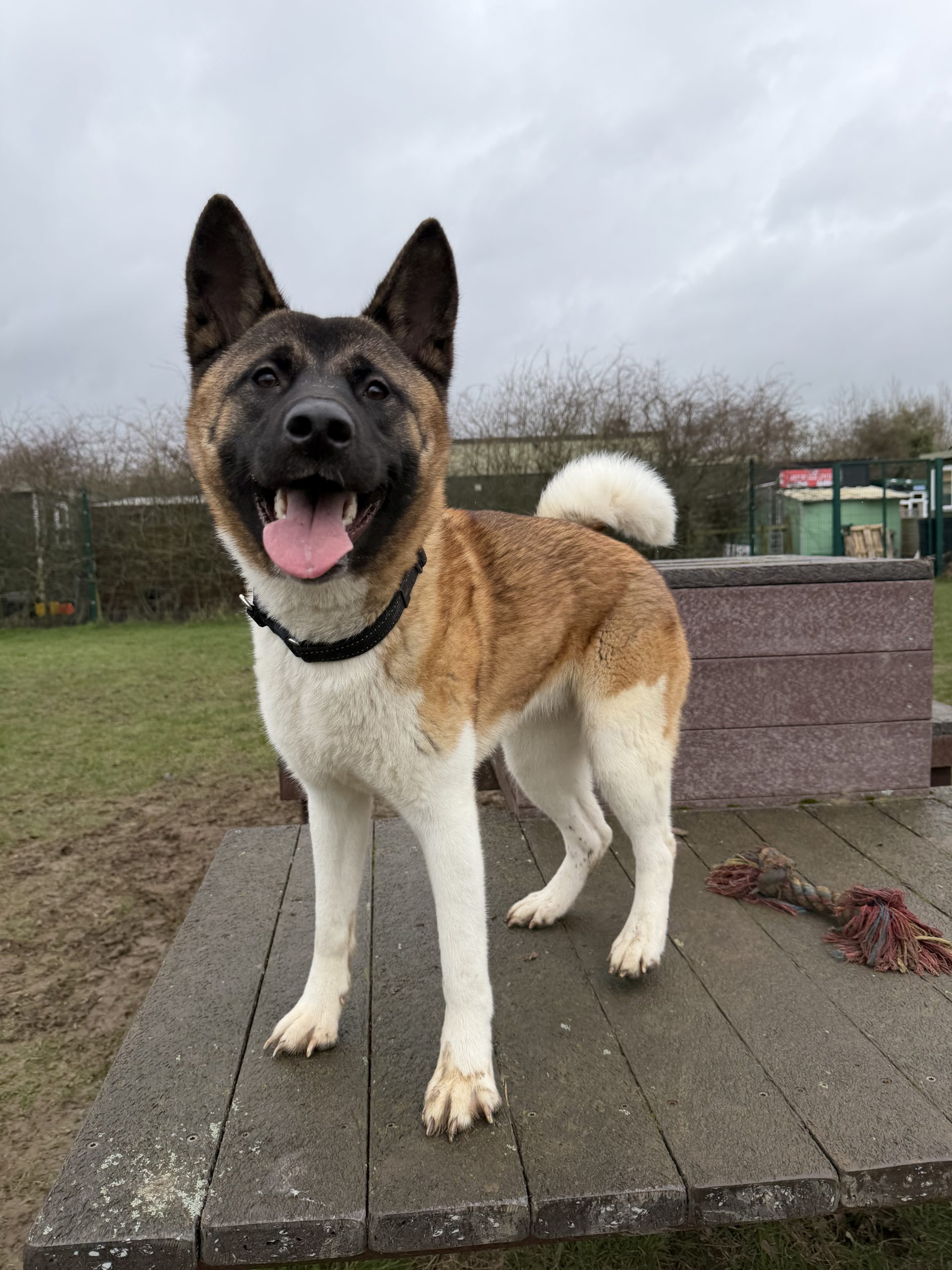 Jyn – 1 year old Female