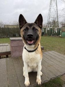Jyn, a 1 year old female Akita available for adoption from Rain Rescue in South Yorkshire