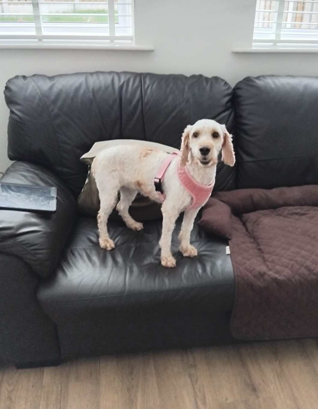 Annie – 4 year old Female RESERVED
