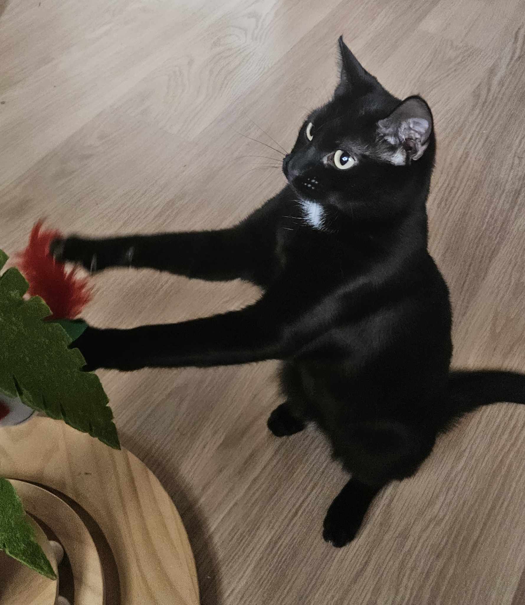 June- 2 Year Old Female – Rescue Spotlight!- MEETING BOOKED