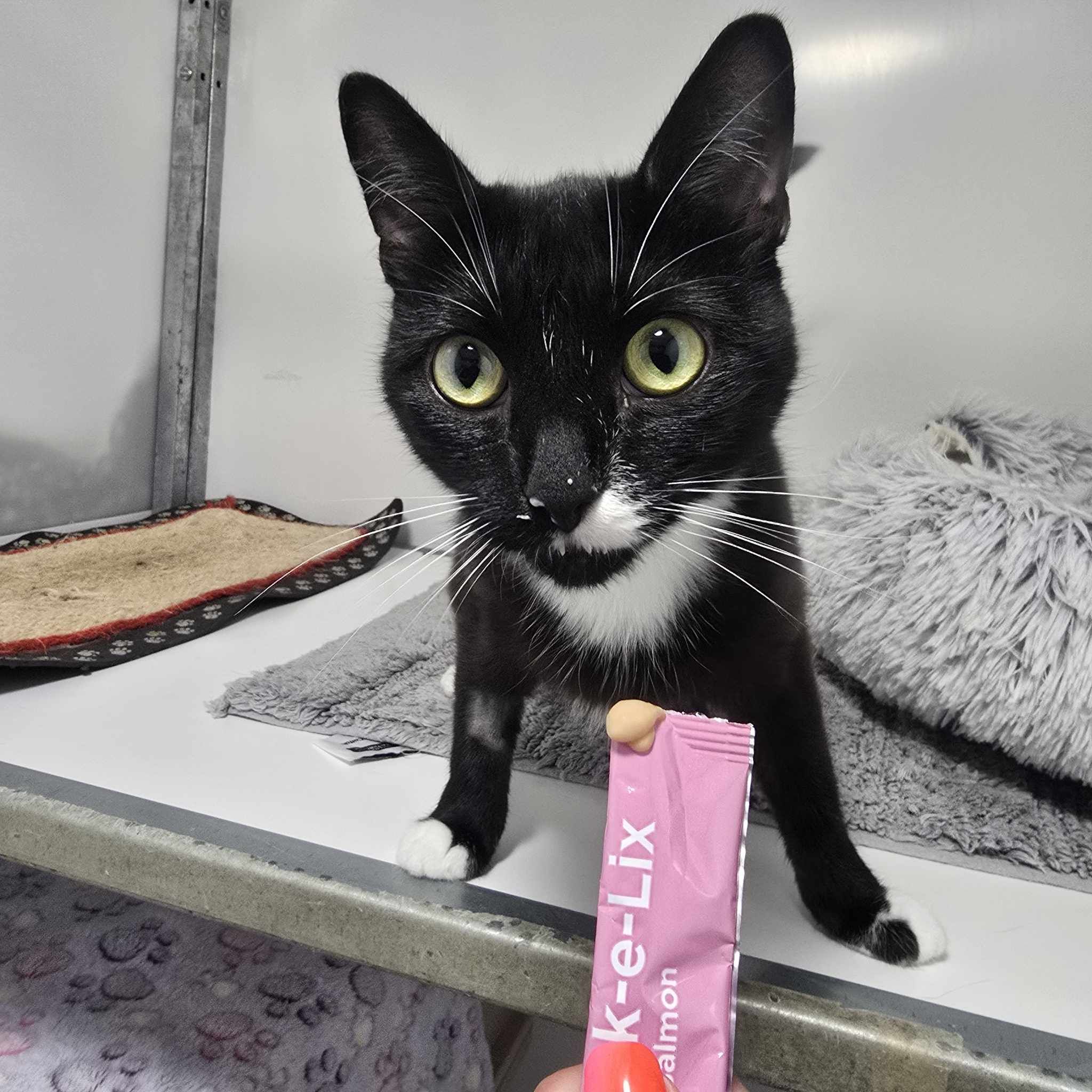 Bluebell- 2 Year Old Female- RESERVED