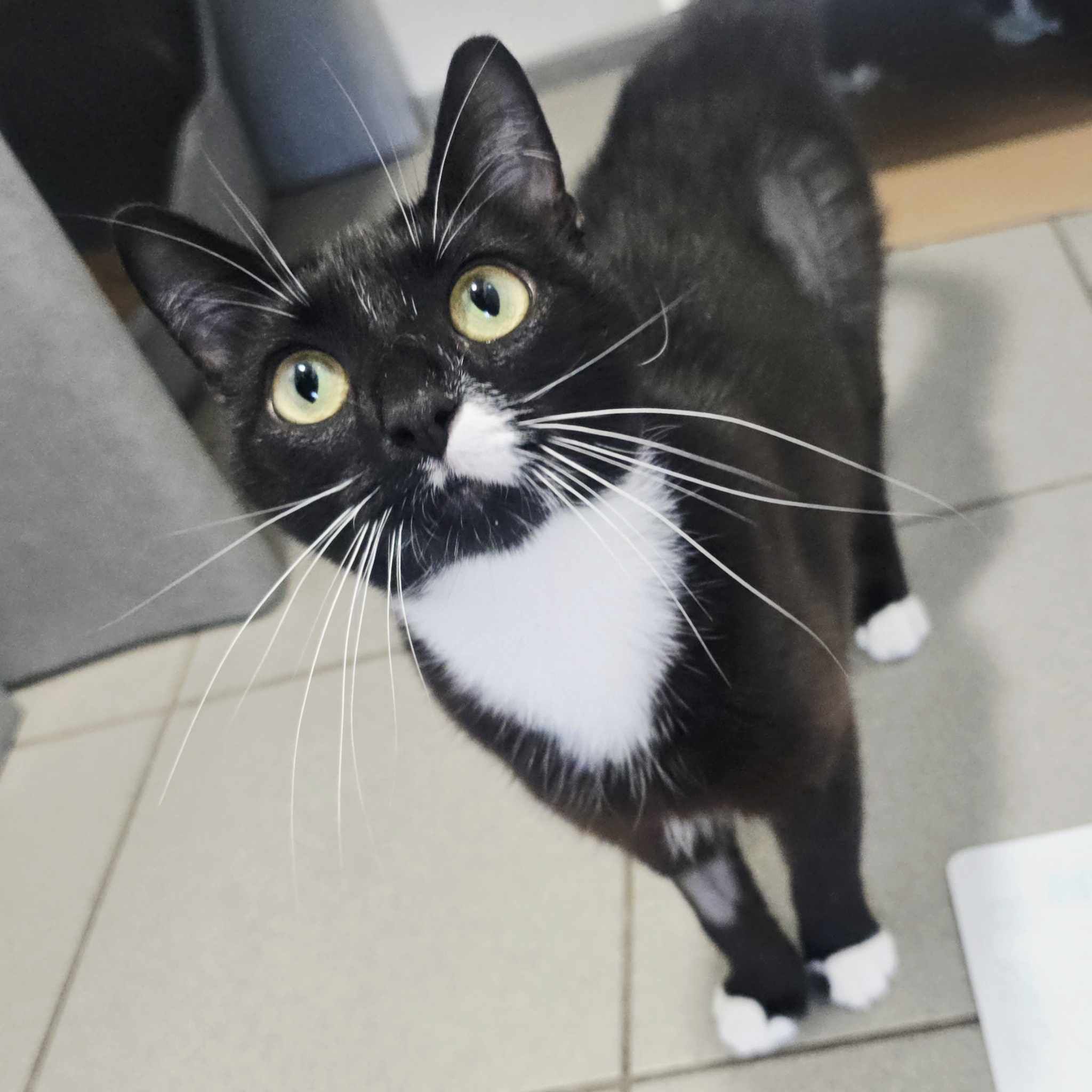 Bluebell- 2 Year Old Female- RESERVED