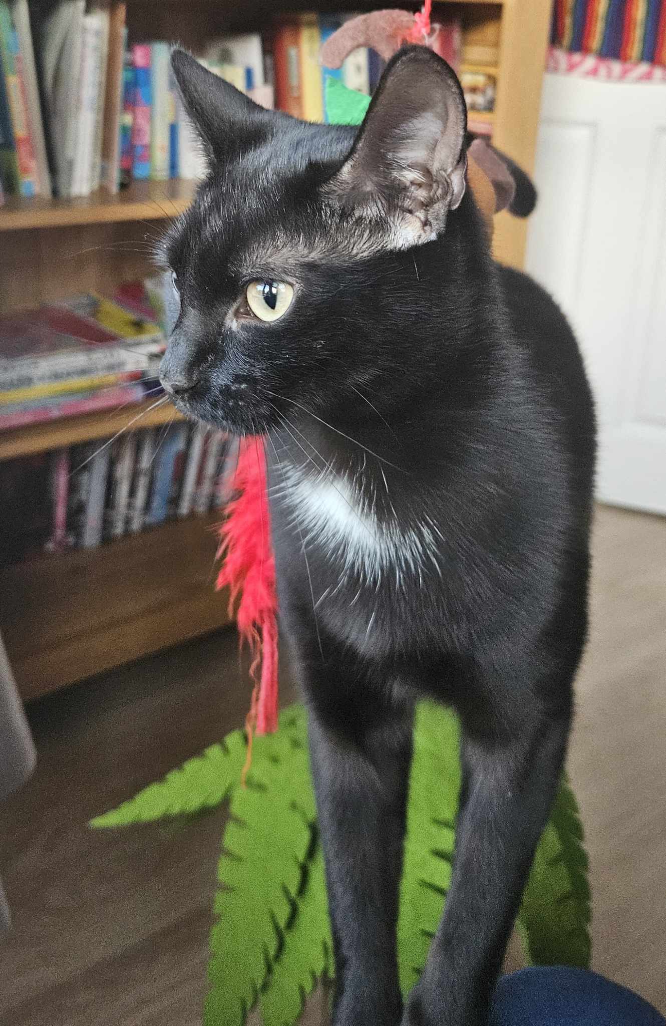 June- 2 Year Old Female – Rescue Spotlight!- MEETING BOOKED