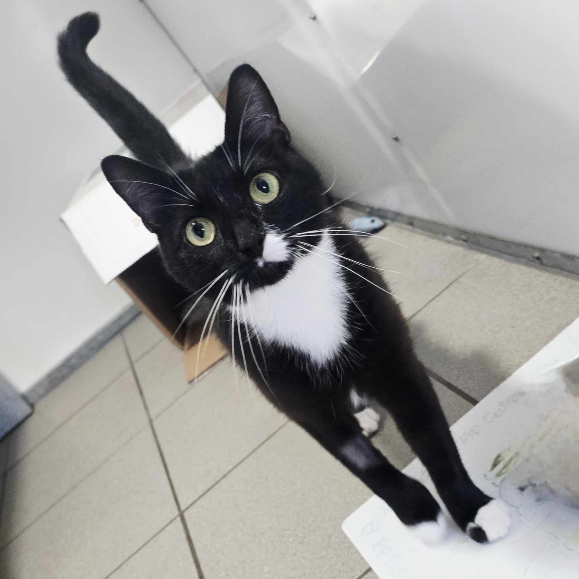 Bluebell- 2 Year Old Female- RESERVED